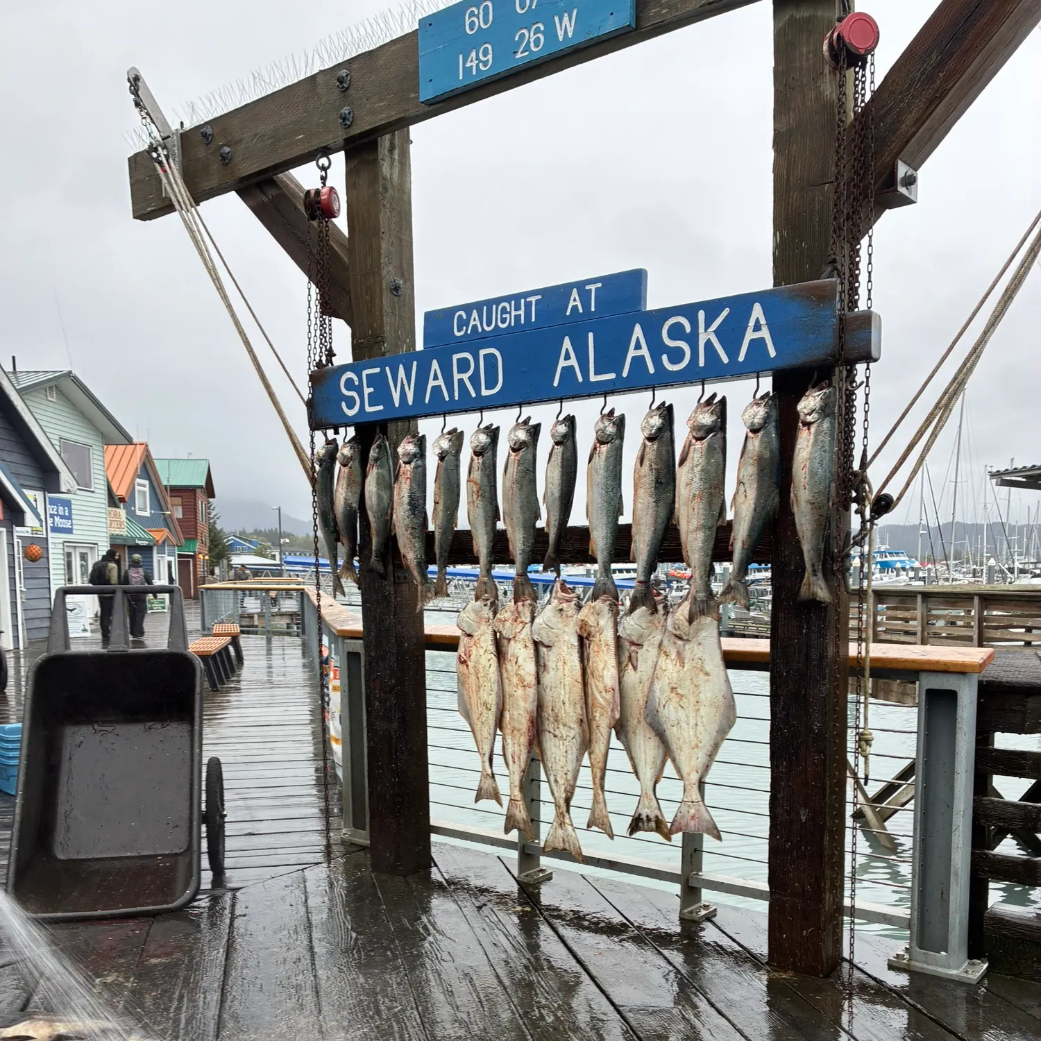 The most recent Pacific halibut catches on Fishbrain