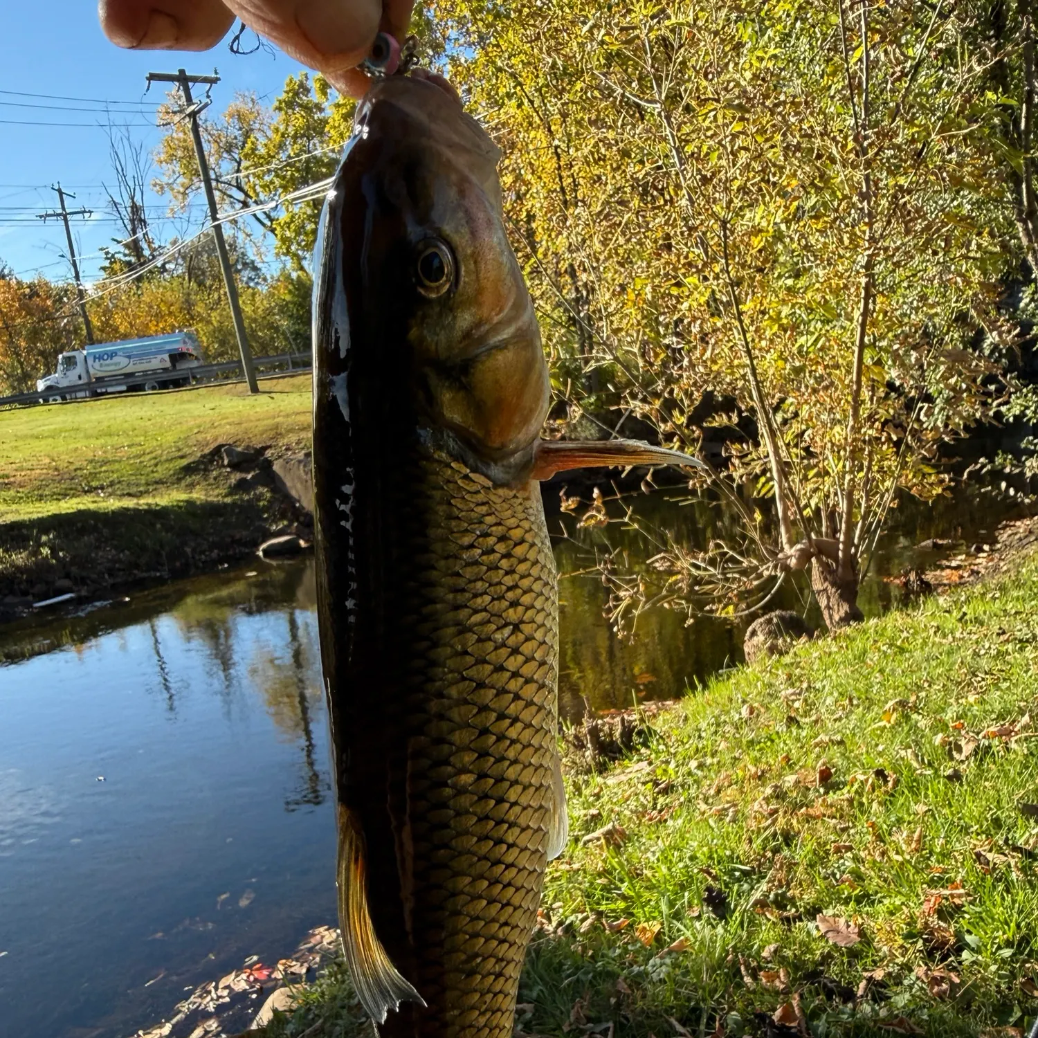 Fallfish caught on Fishbrain
