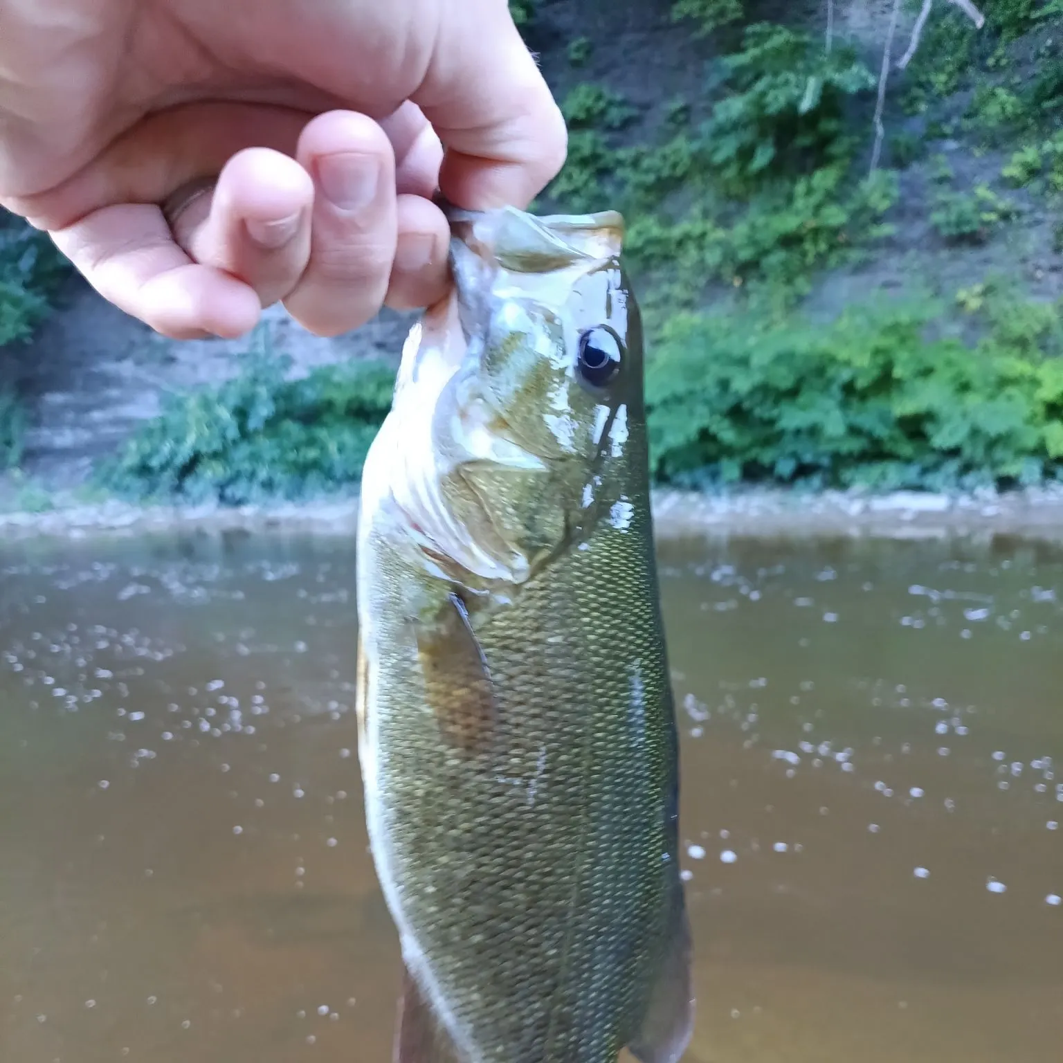 Smallmouth bass caught on Fishbrain