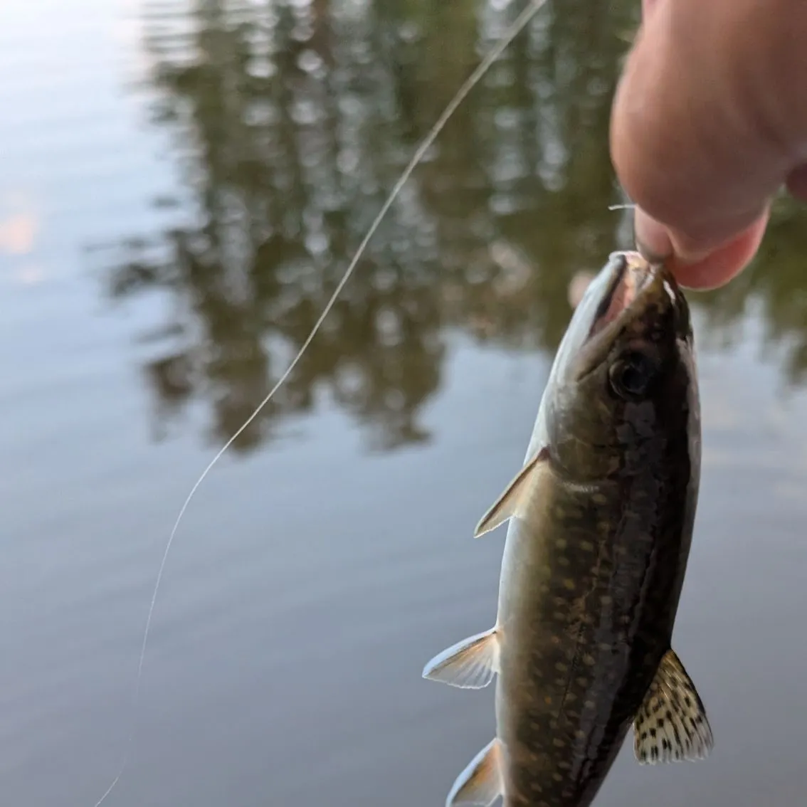 angler catch
