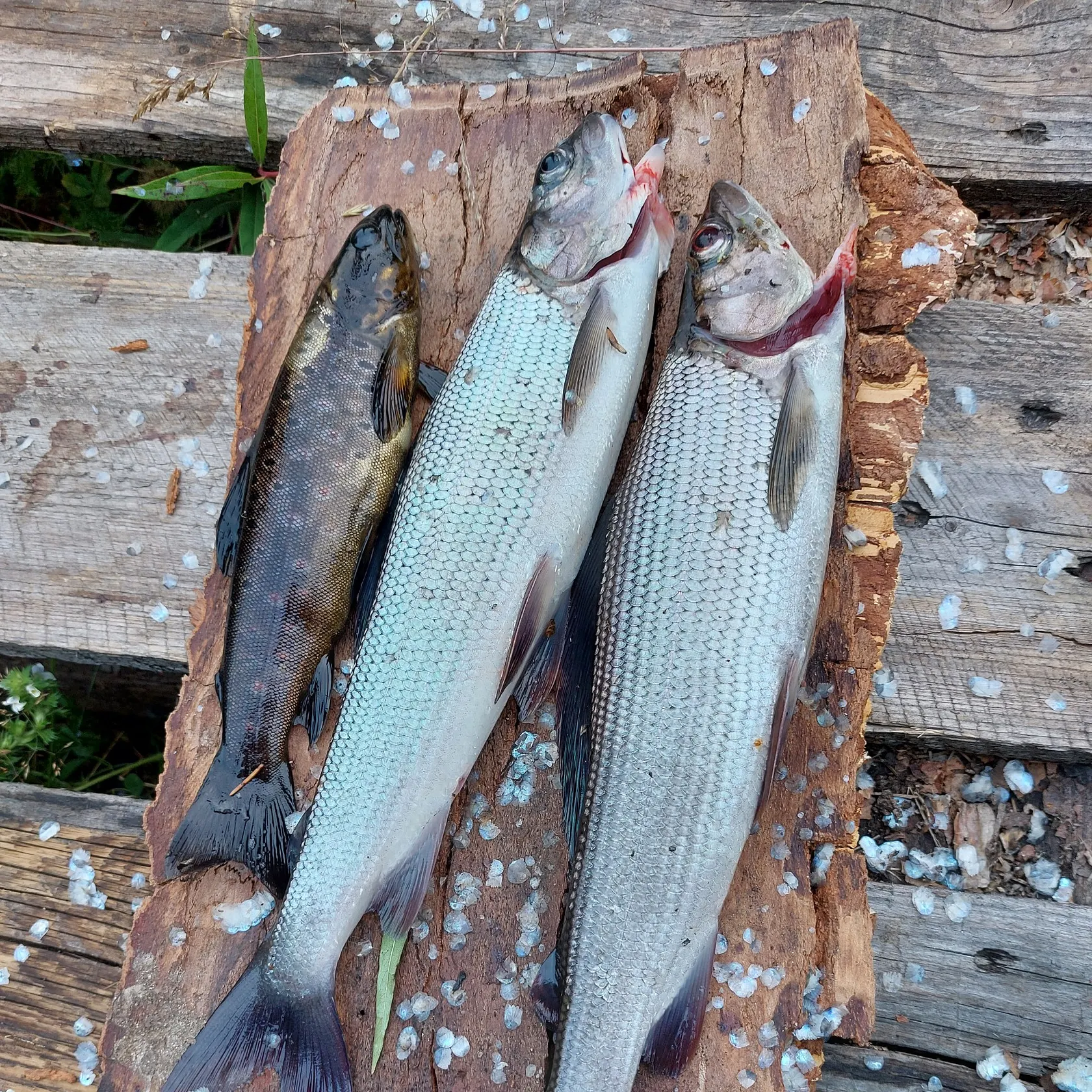 recently logged catches