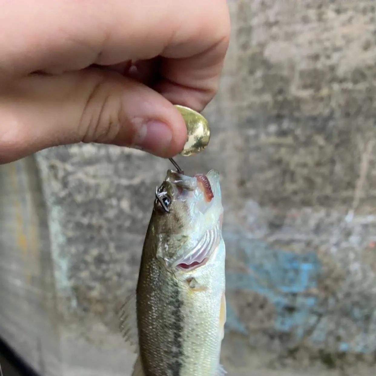 Smallmouth bass caught on Fishbrain
