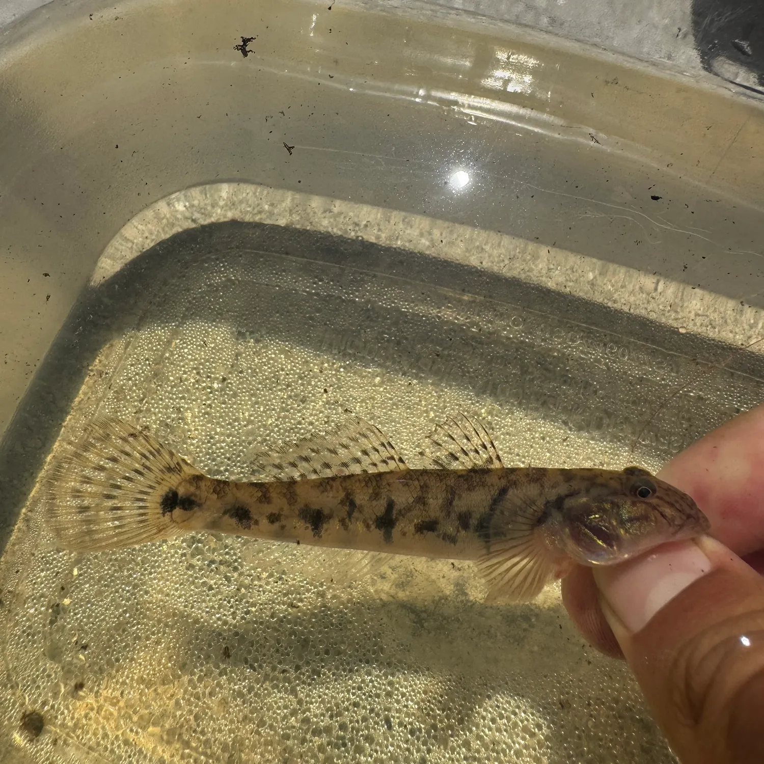 The most recent River goby catches on Fishbrain
