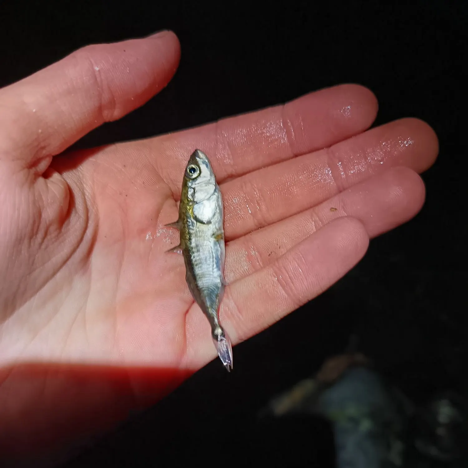 The most recent Three-spined stickleback catches on Fishbrain