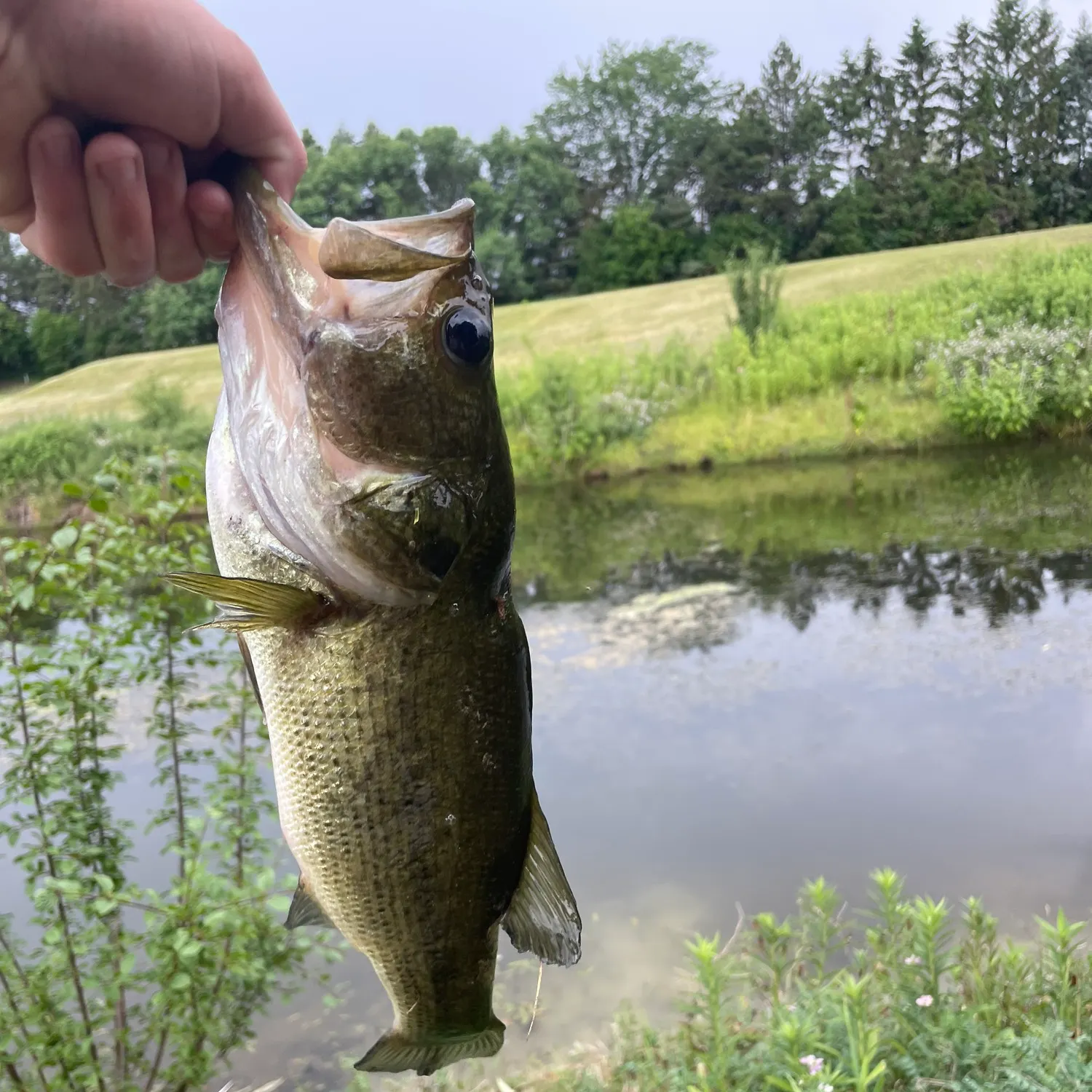 Largemouth bass caught on Fishbrain