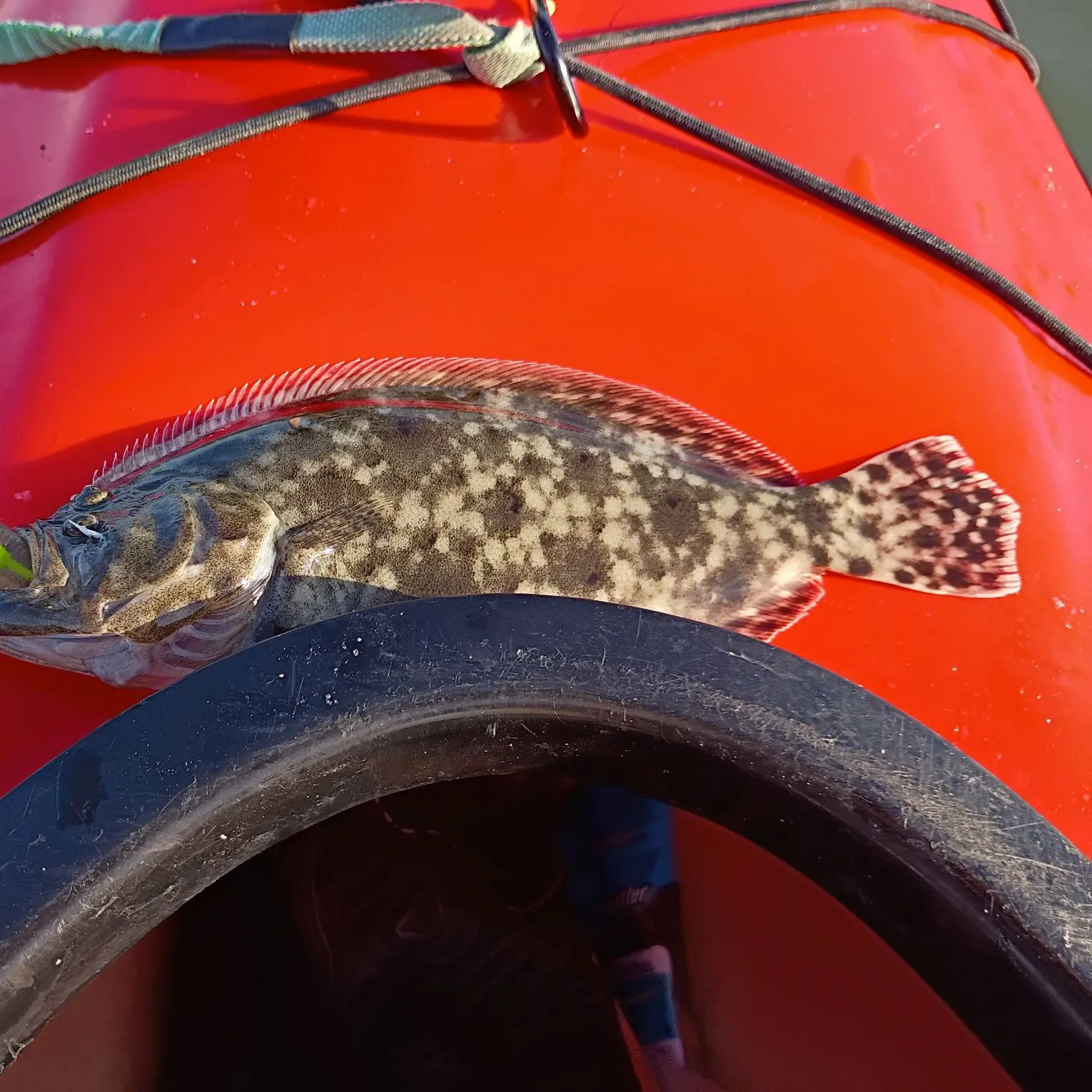 Summer flounder caught on Fishbrain