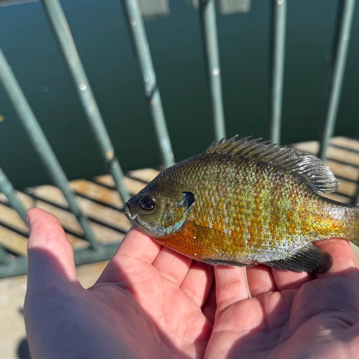 Bluegill caught on Fishbrain