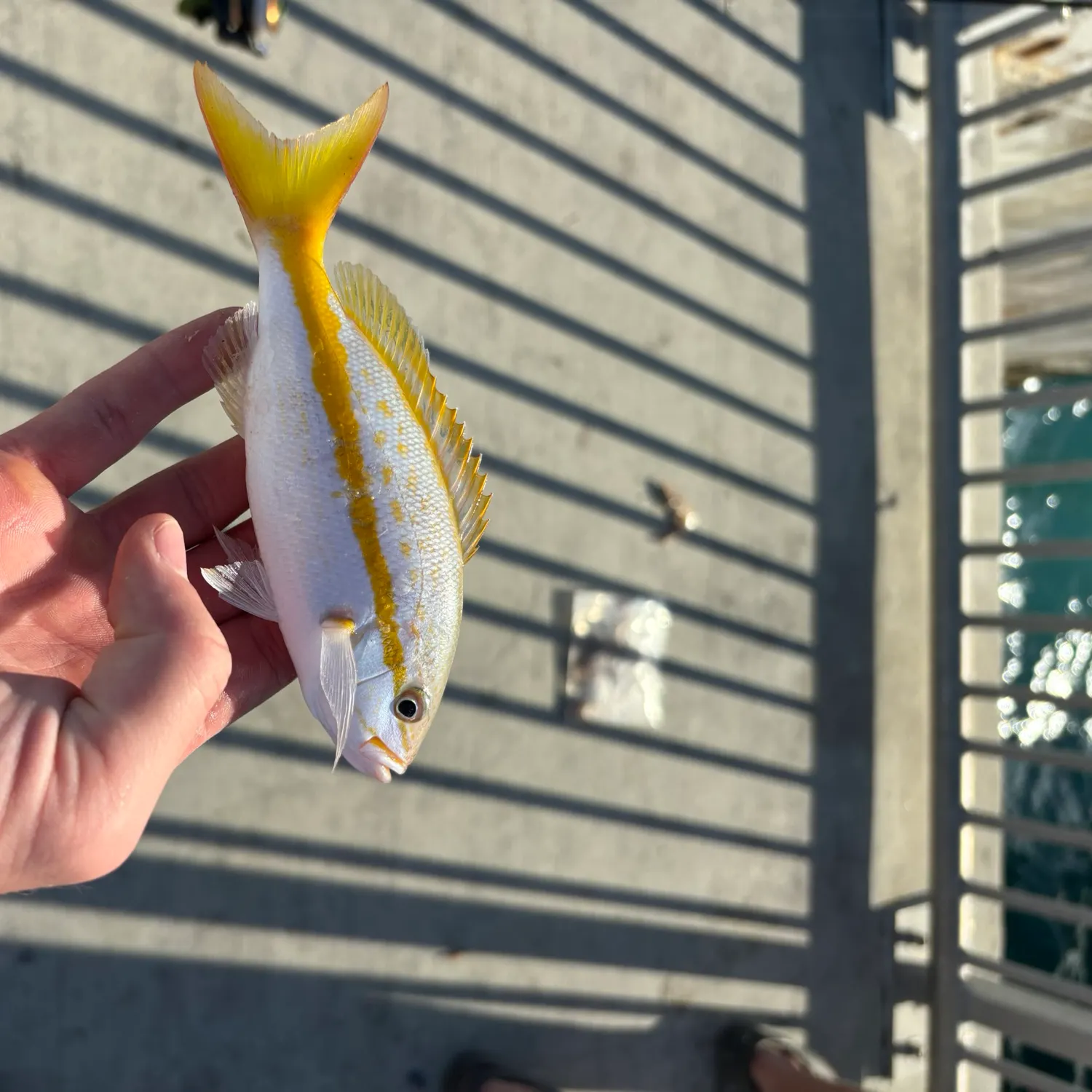 The most recent Yellowtail snapper catches on Fishbrain