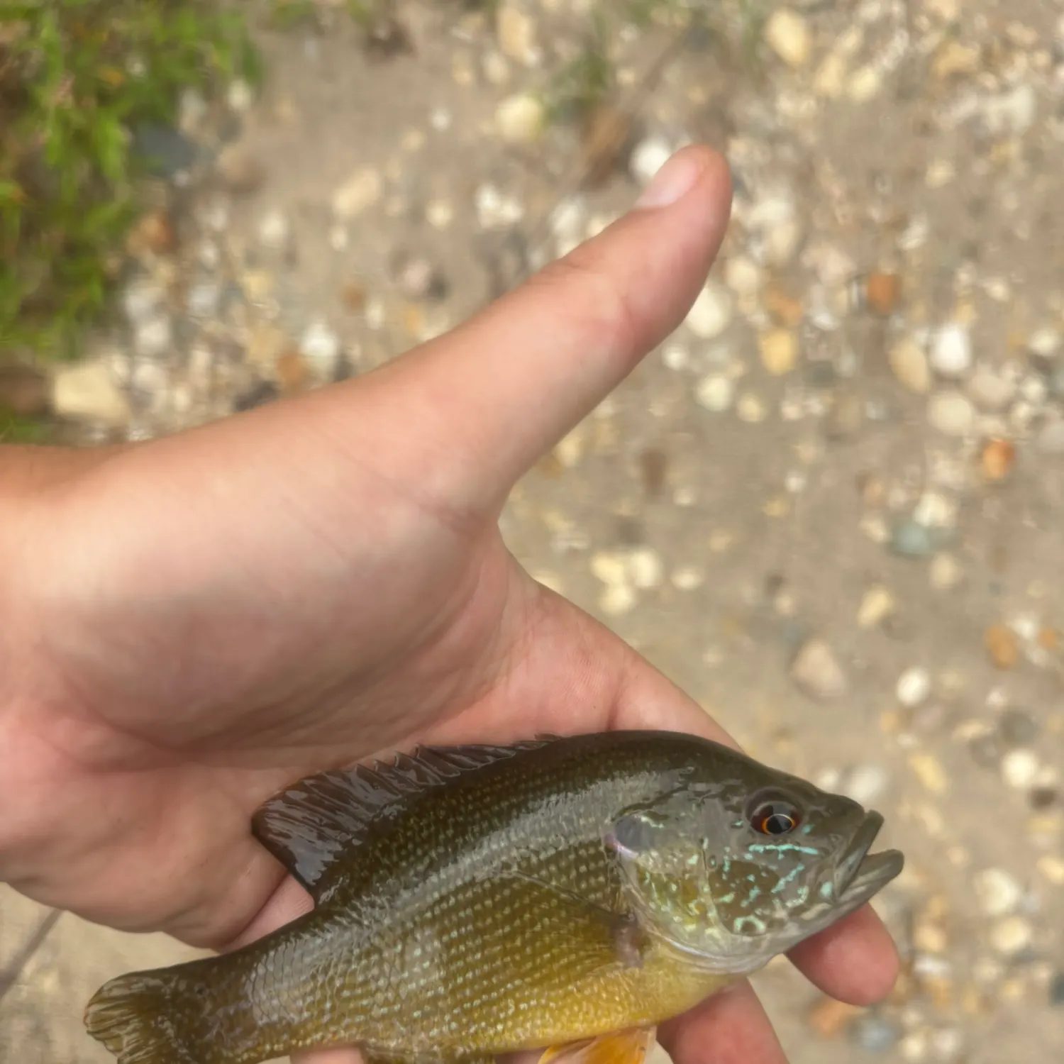 Green sunfish caught on Fishbrain