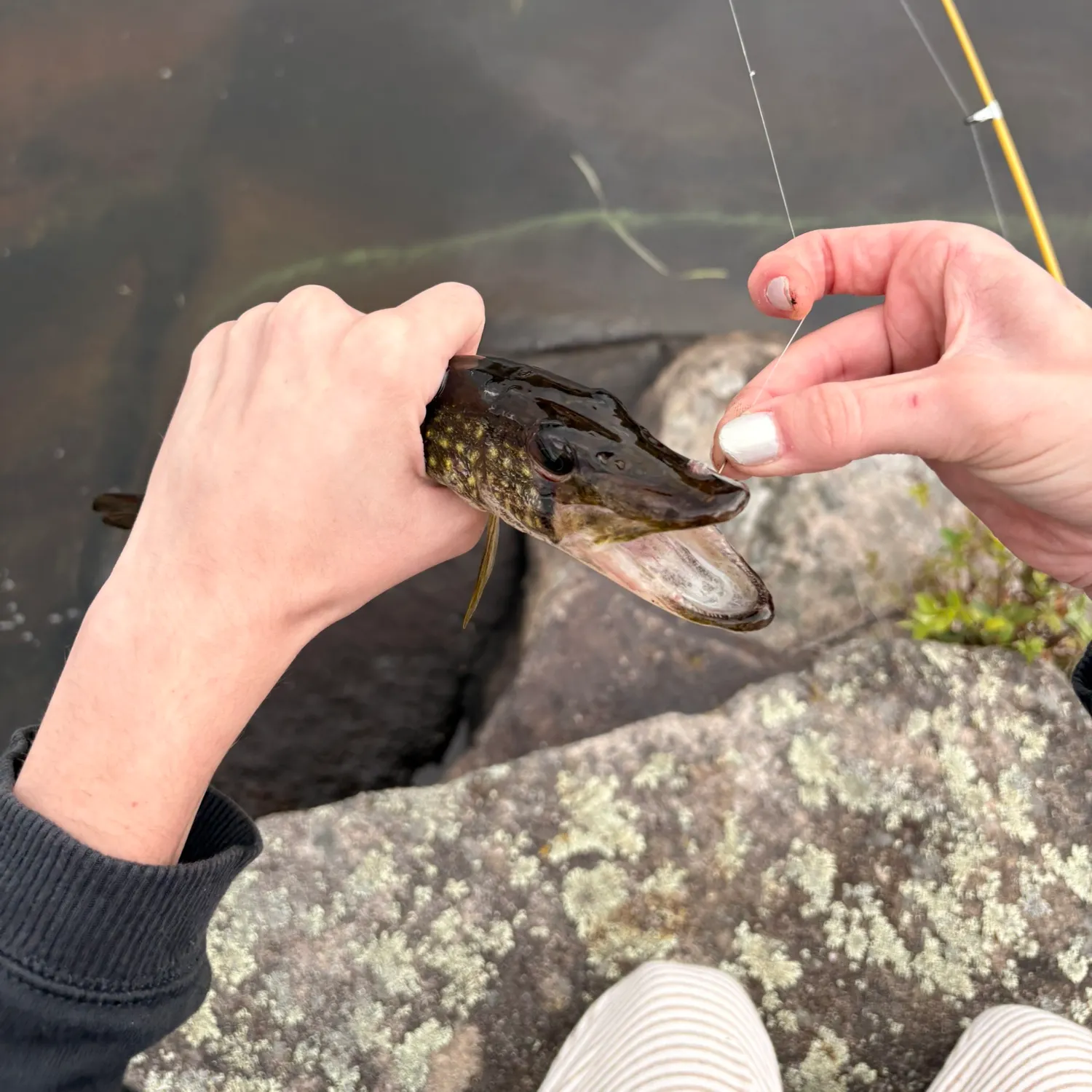 Chain pickerel caught on Fishbrain