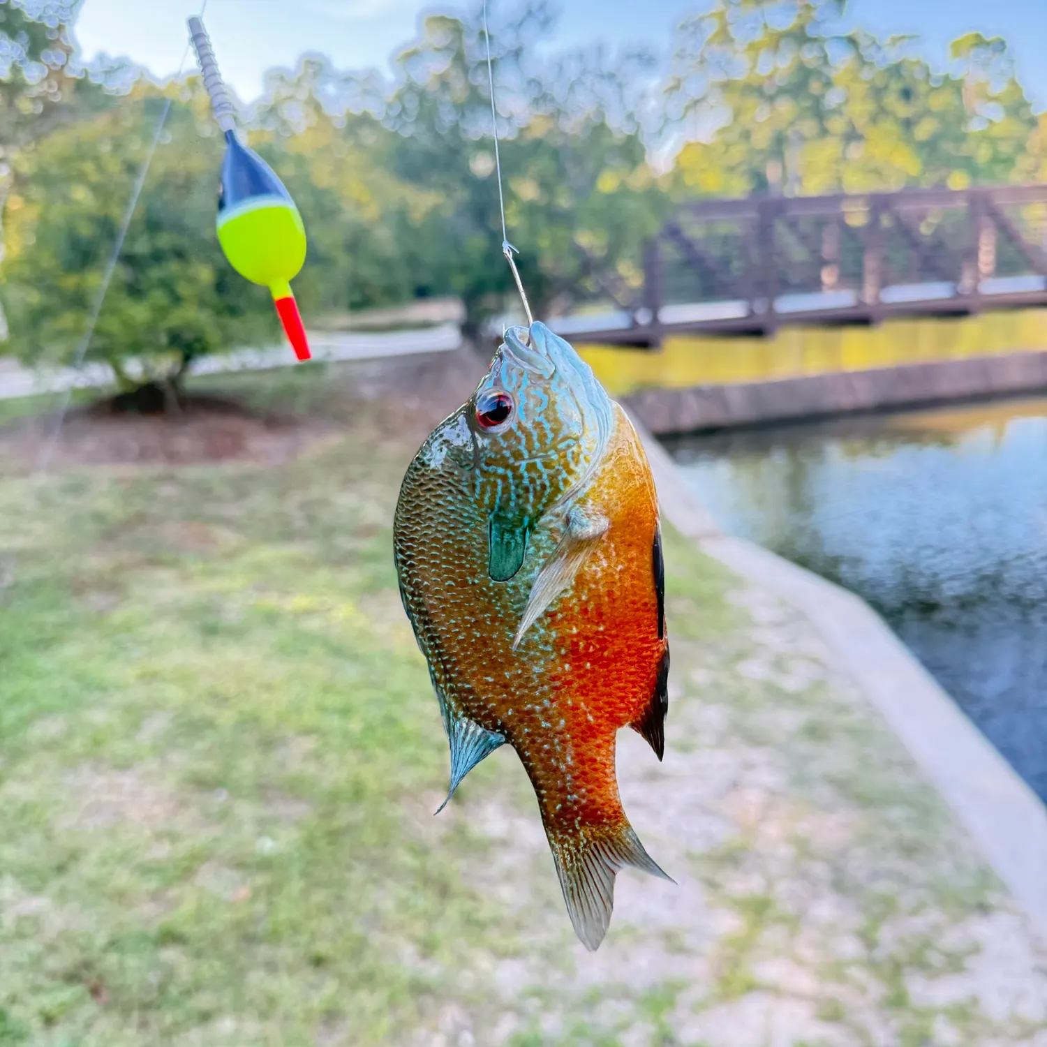 Longear sunfish caught on Fishbrain