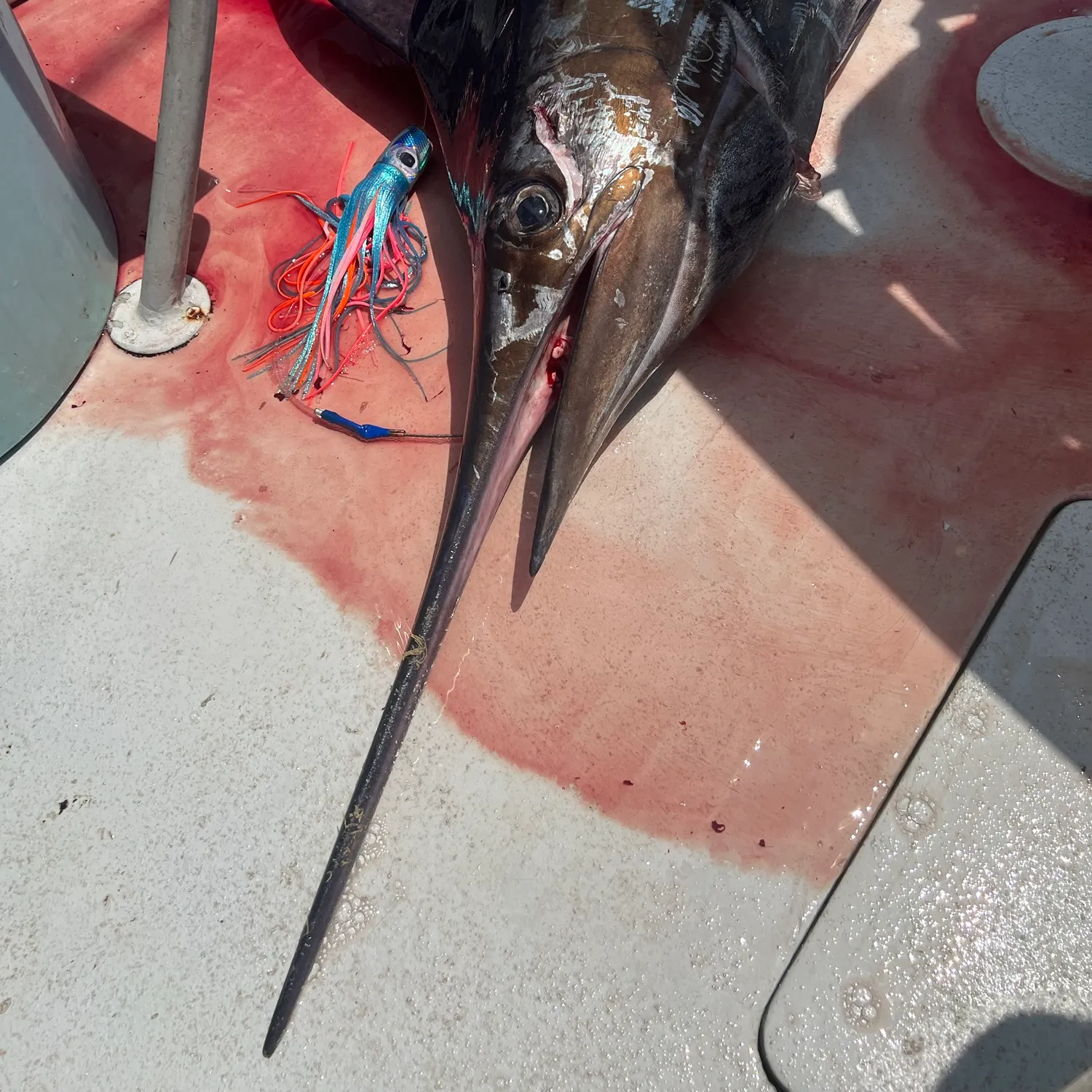 The most recent Indo-Pacific blue marlin catches on Fishbrain