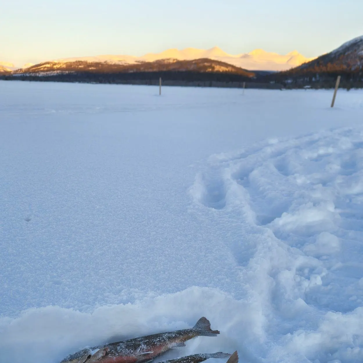 The most recent Arctic char catches on Fishbrain