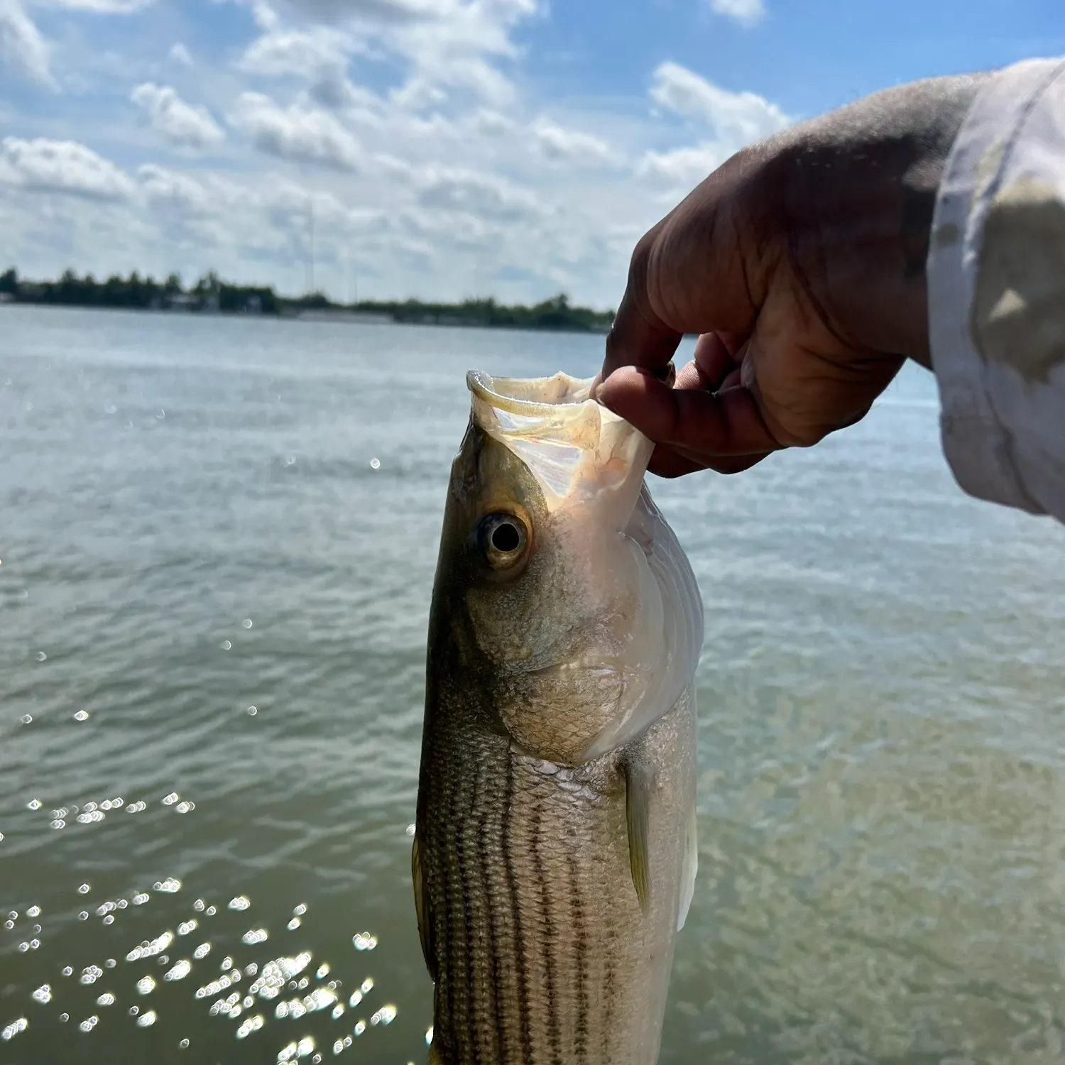 Striped bass caught on Fishbrain