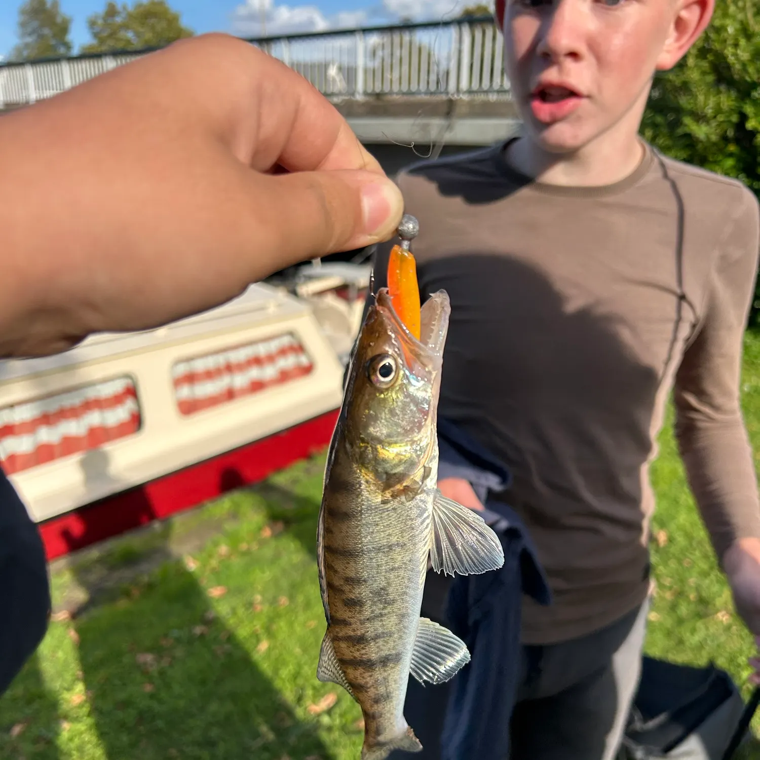 Zander caught on Fishbrain