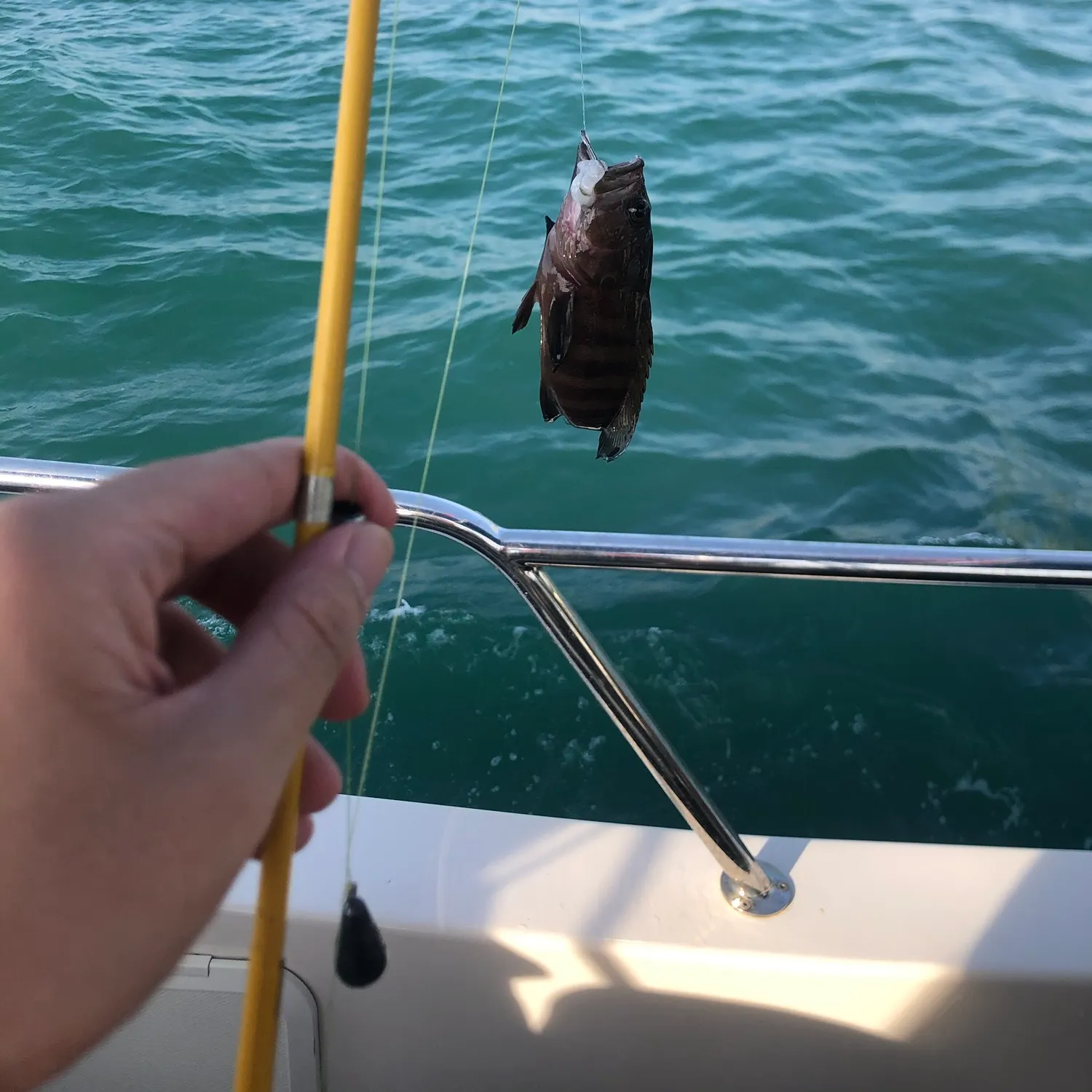 Yellow grouper caught on Fishbrain
