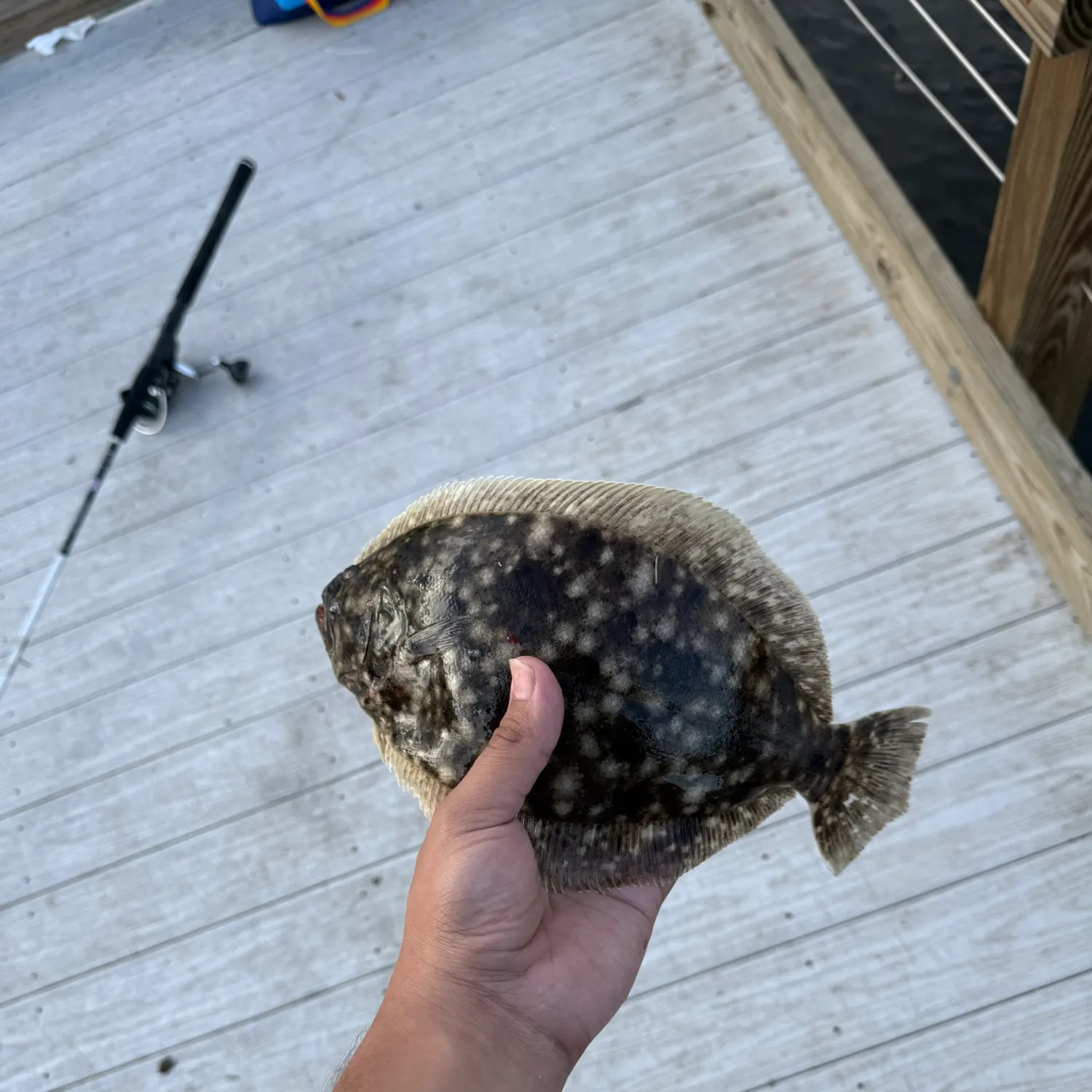 Summer flounder caught on Fishbrain