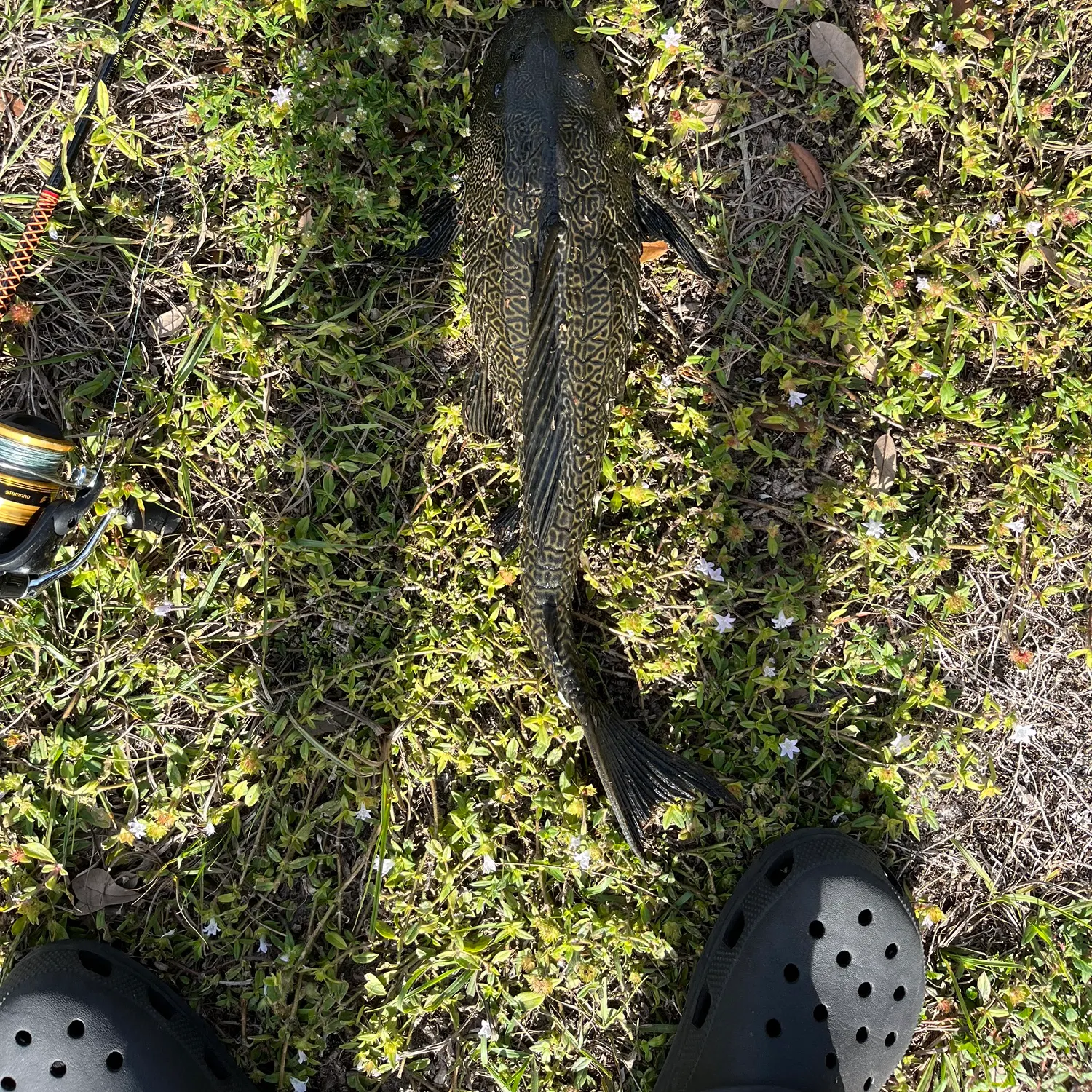 The most recent Suckermouth catfish catches on Fishbrain