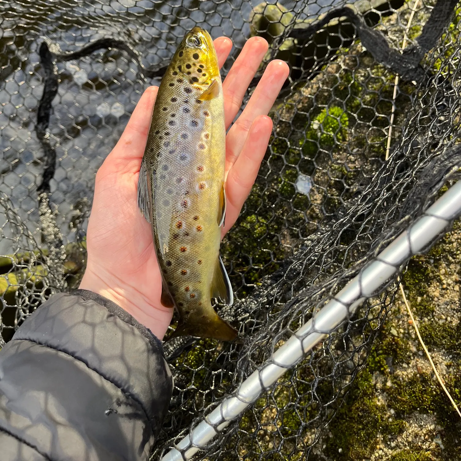 Brown trout caught on Fishbrain