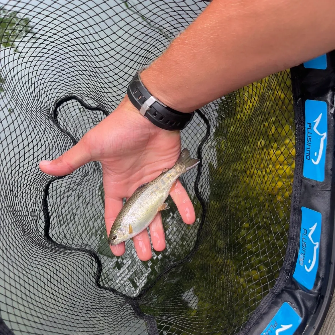 Rainbow trout caught on Fishbrain