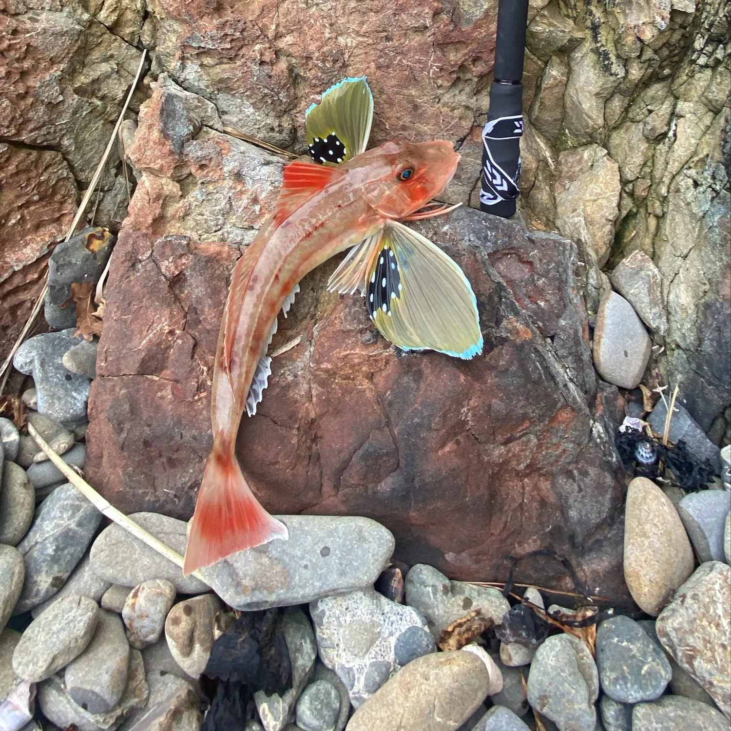Fish caught on Fishbrain
