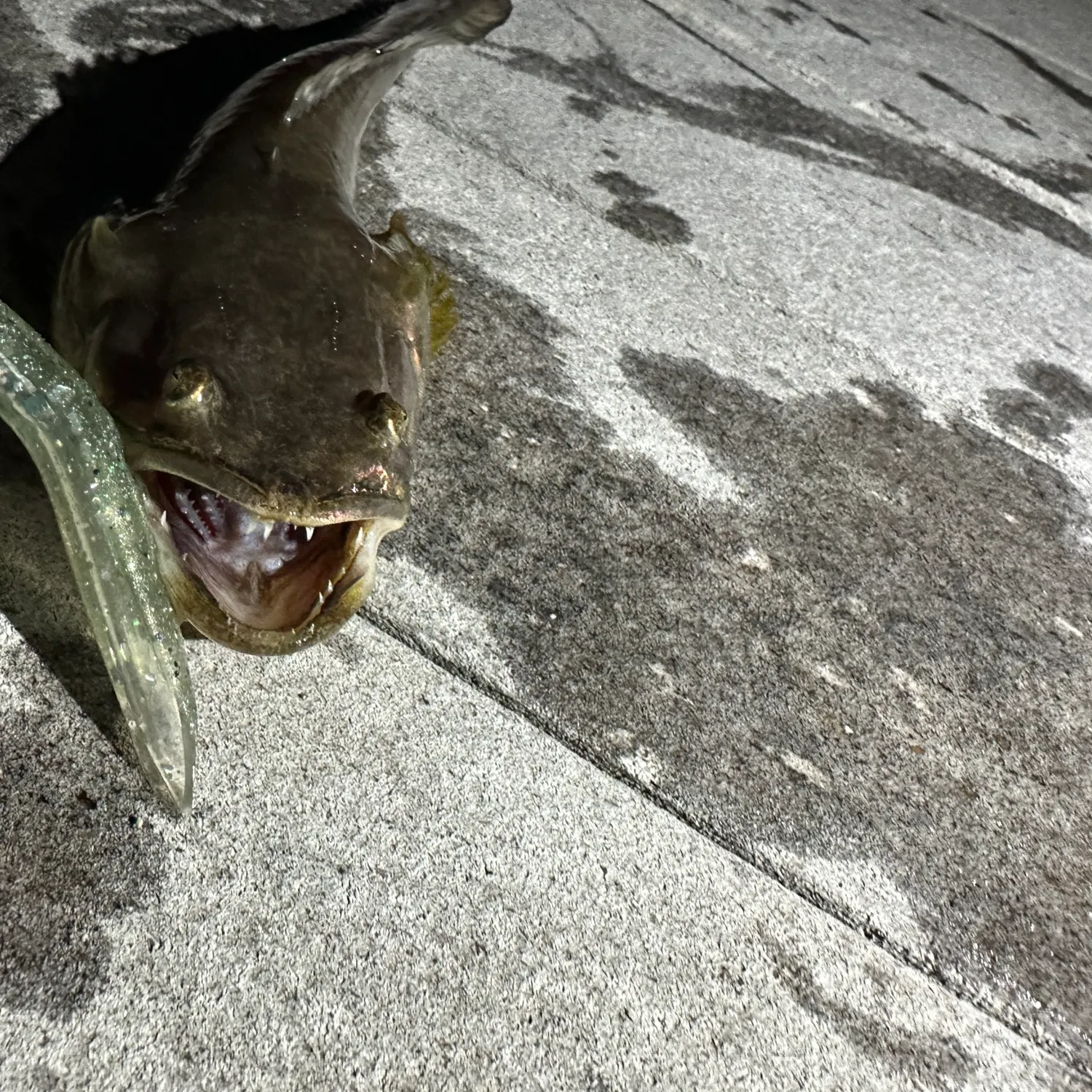 The most recent Plainfin midshipman catches on Fishbrain