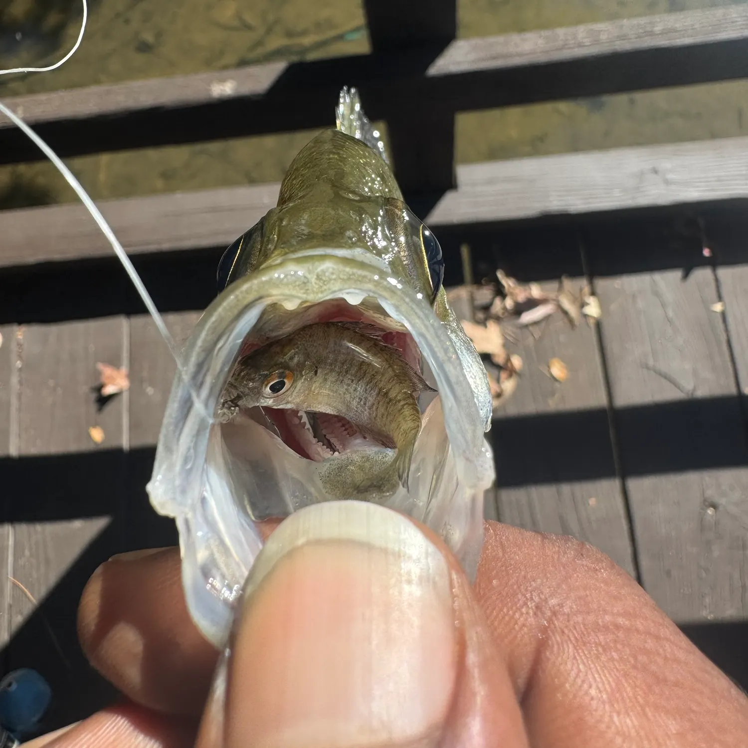 Black crappie caught on Fishbrain