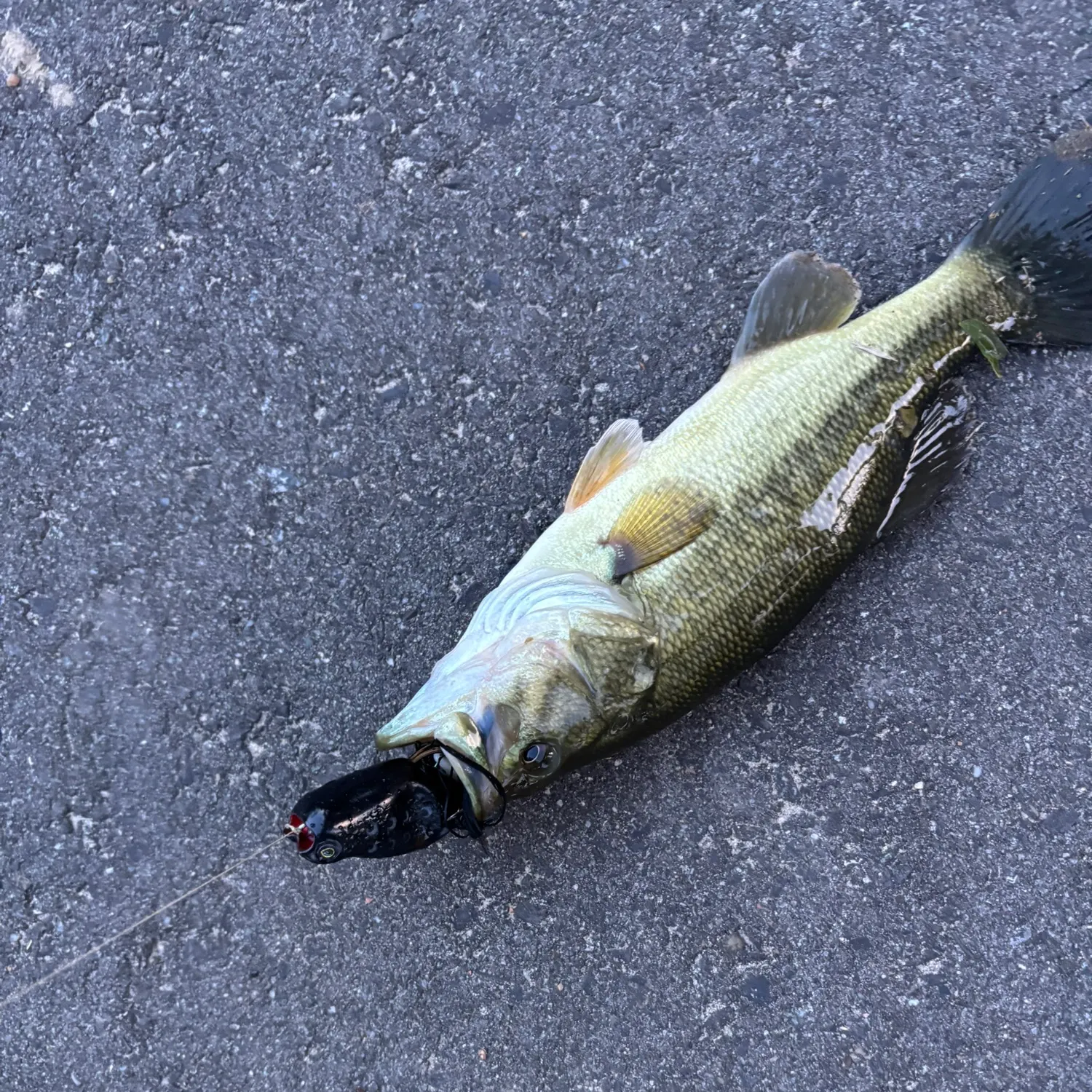 Largemouth bass caught on Fishbrain