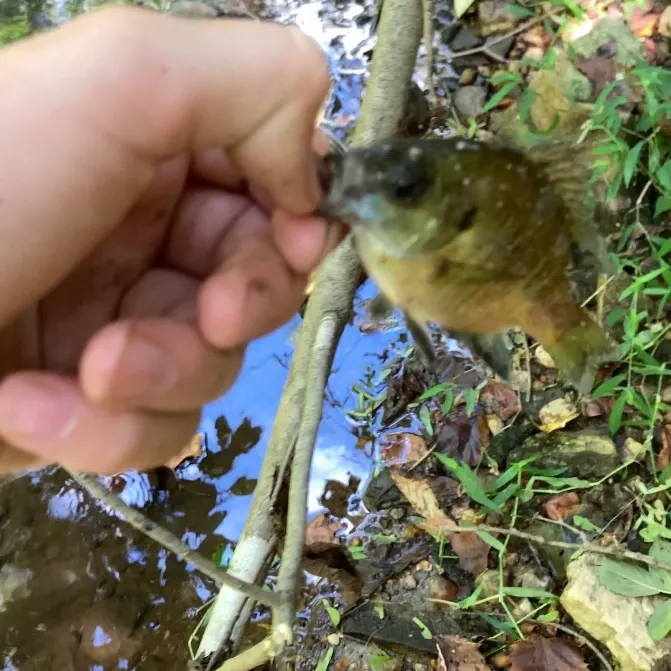 Bluegill caught on Fishbrain