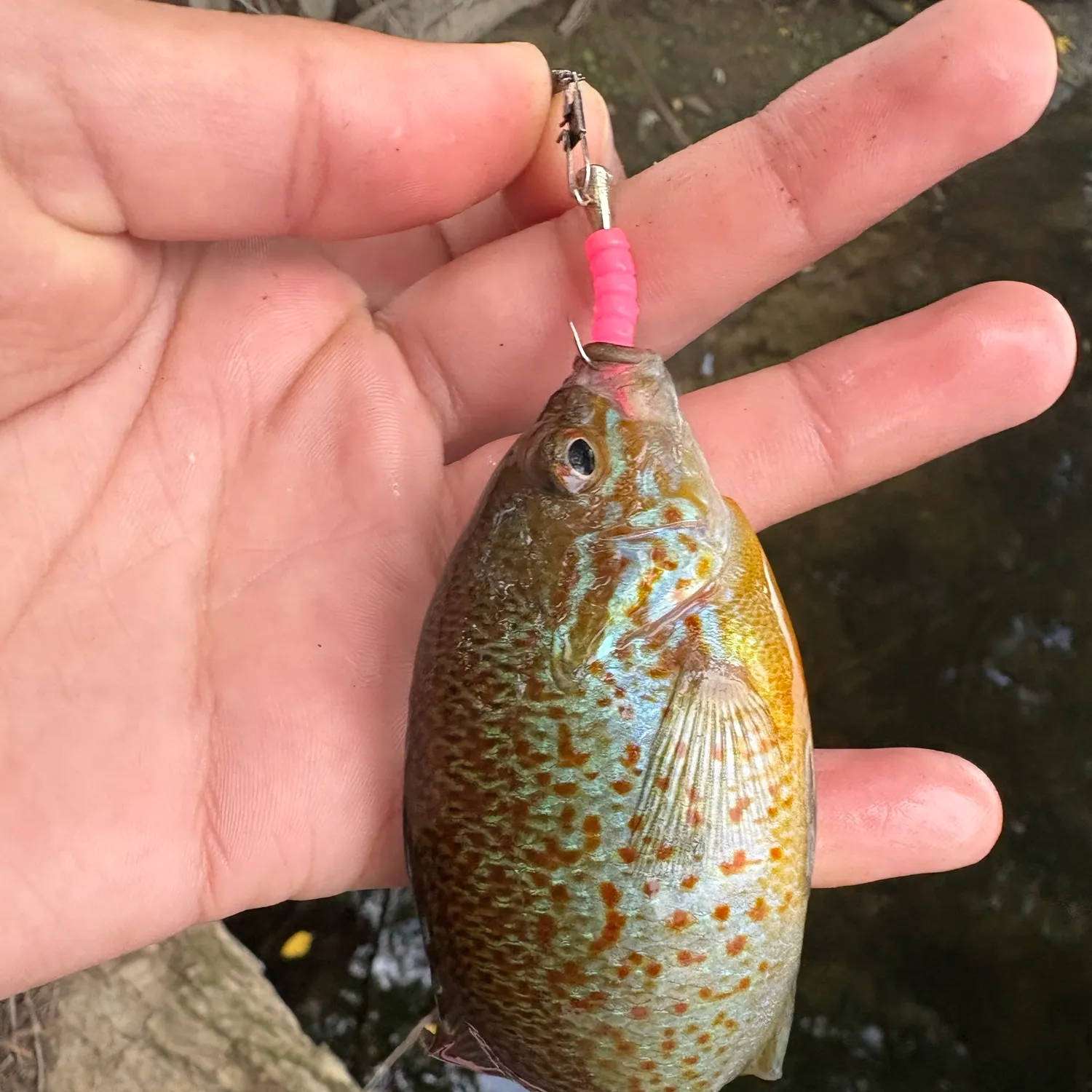 The most recent Pumpkinseed x redbreast sunfish catches on Fishbrain