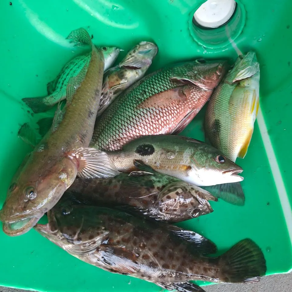 The most recent Mozambique tilapia catches on Fishbrain