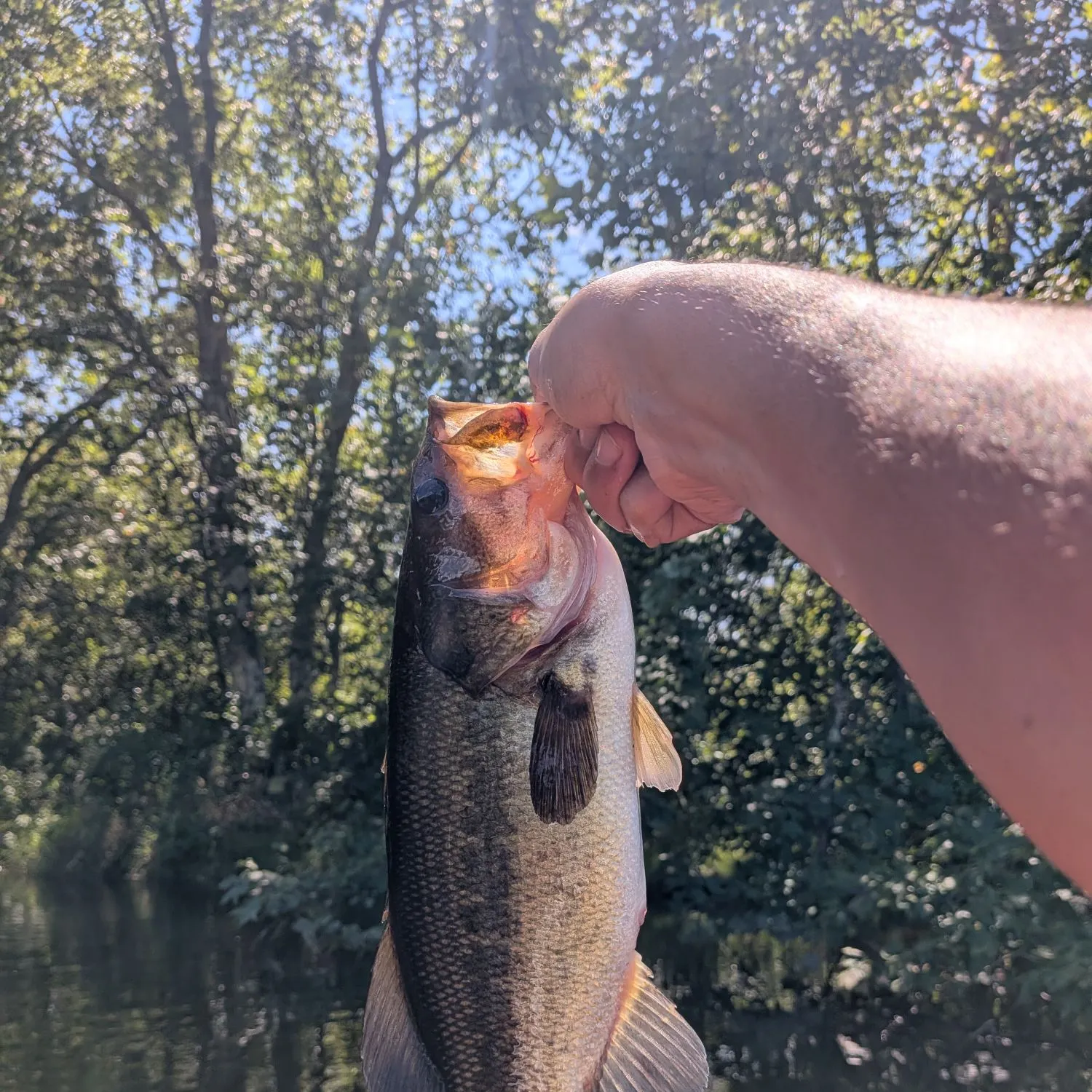 Largemouth bass caught on Fishbrain