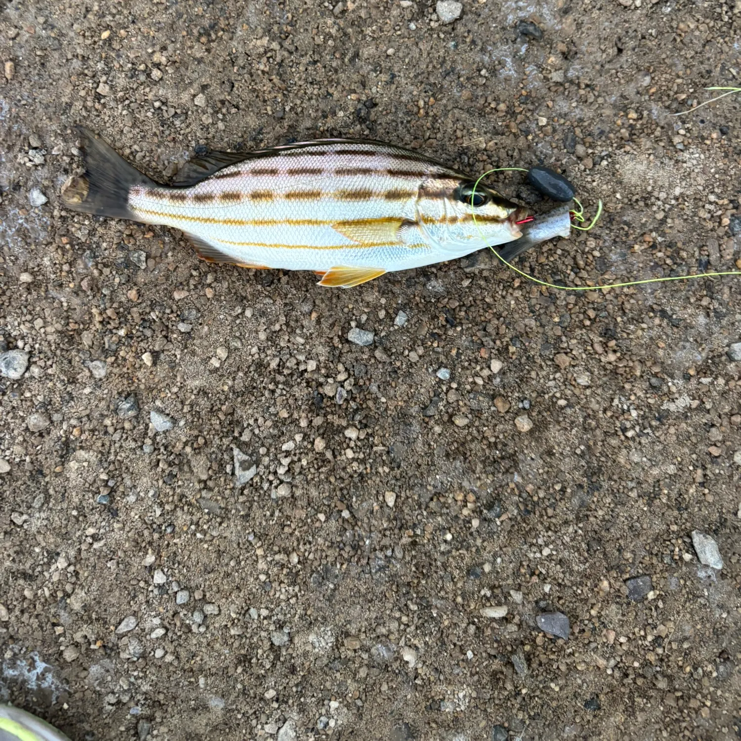 The most recent Striped trumpeter catches on Fishbrain