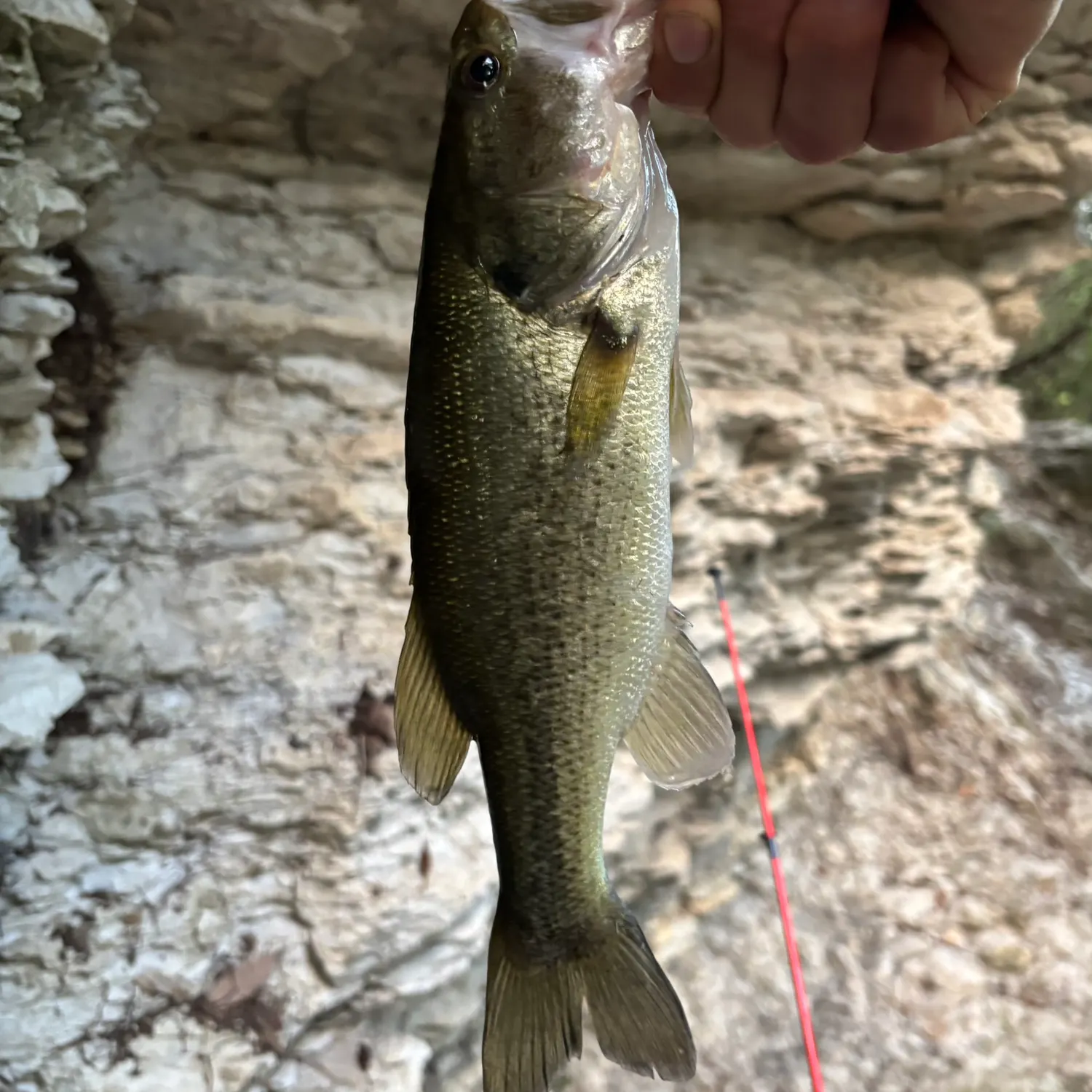 Largemouth bass caught on Fishbrain
