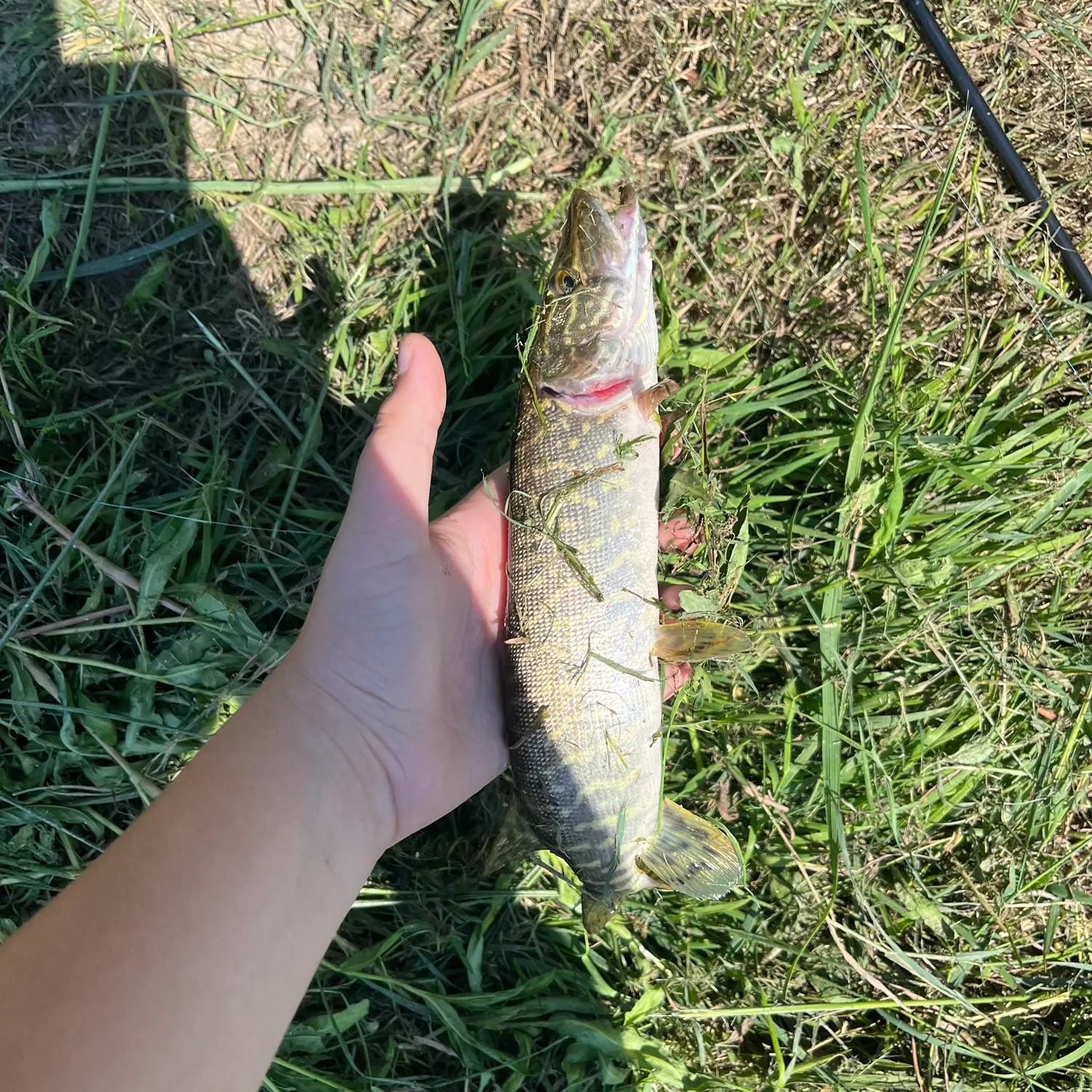 Northern pike caught on Fishbrain