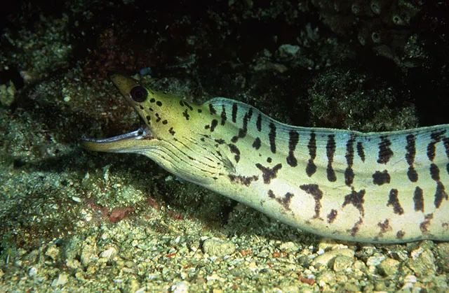 Fimbriated moray