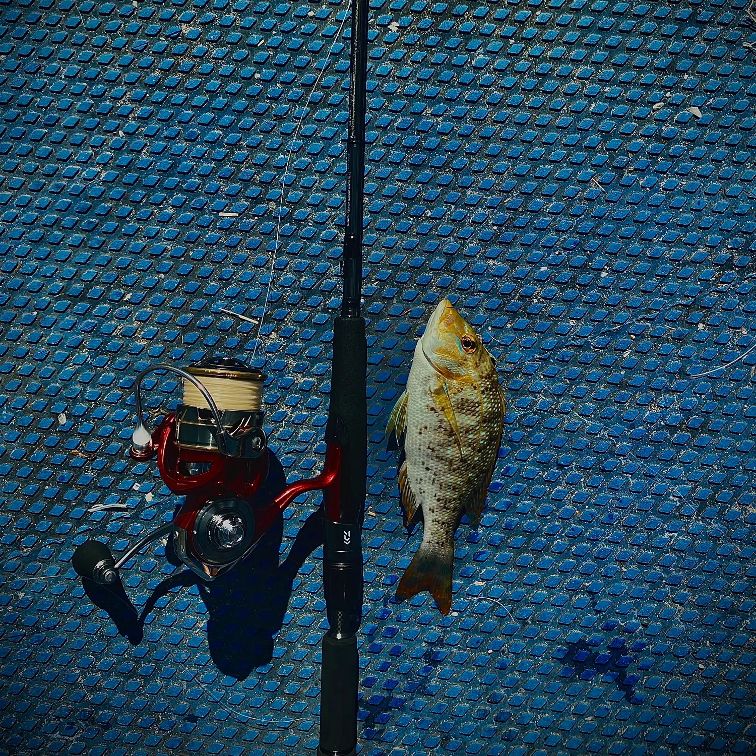 The most popular recent Grass emperor catch on Fishbrain