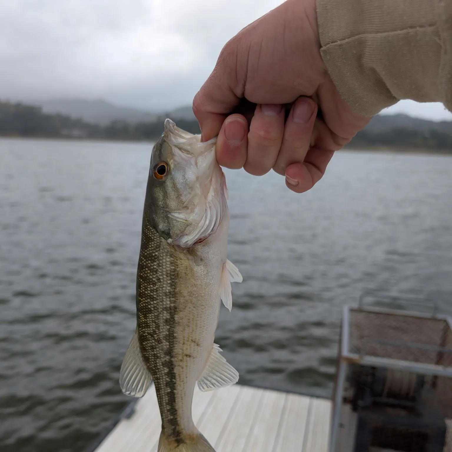 The most recent Spotted bass catches on Fishbrain