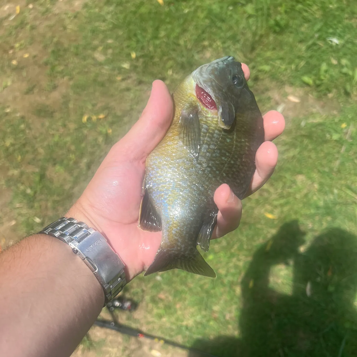 catch