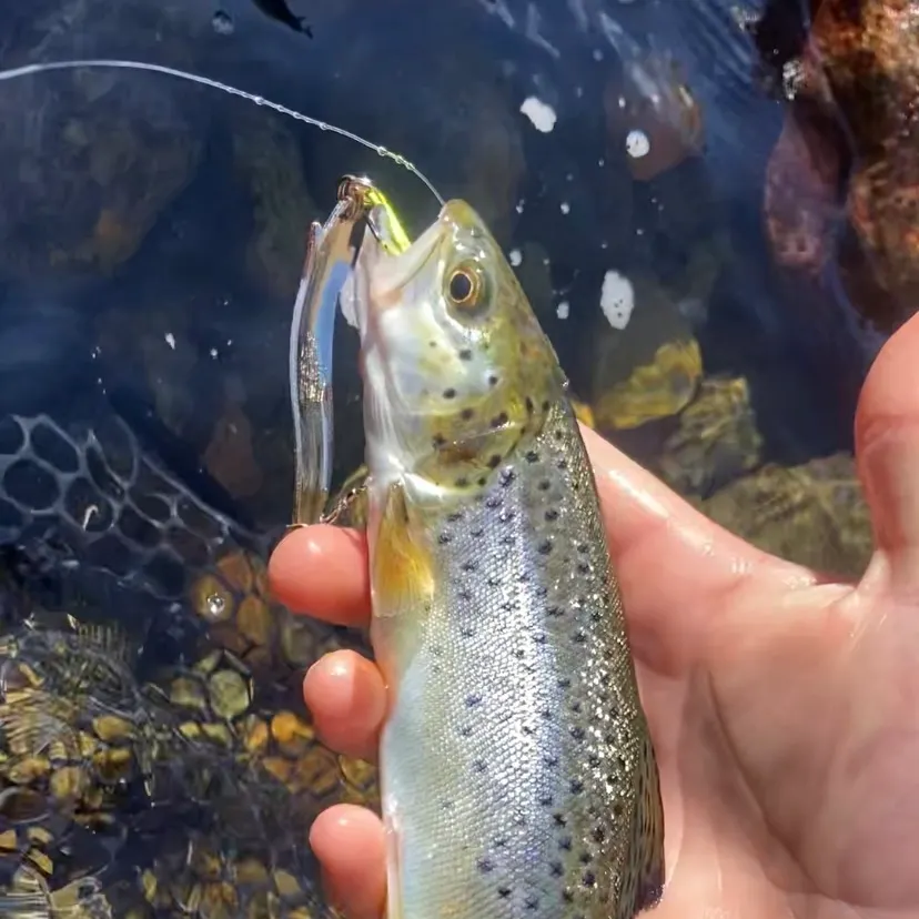 The most recent Sea trout catches on Fishbrain