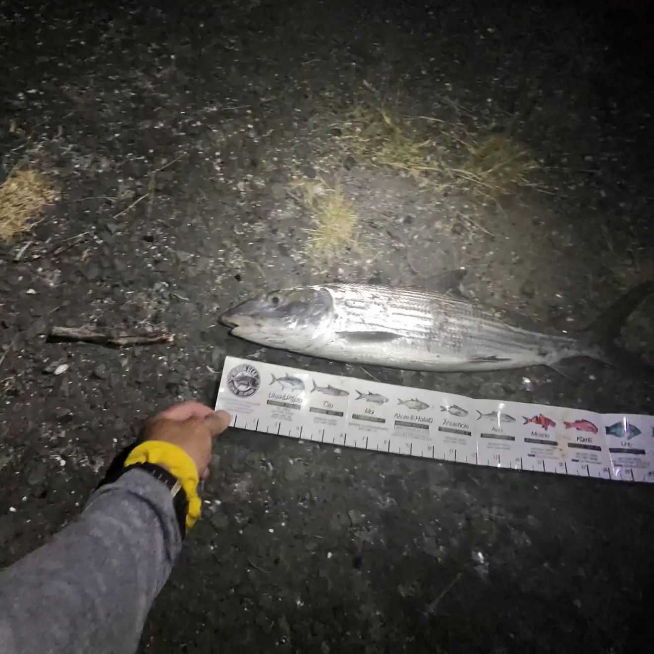 The most recent West Atlantic bonefish catches on Fishbrain