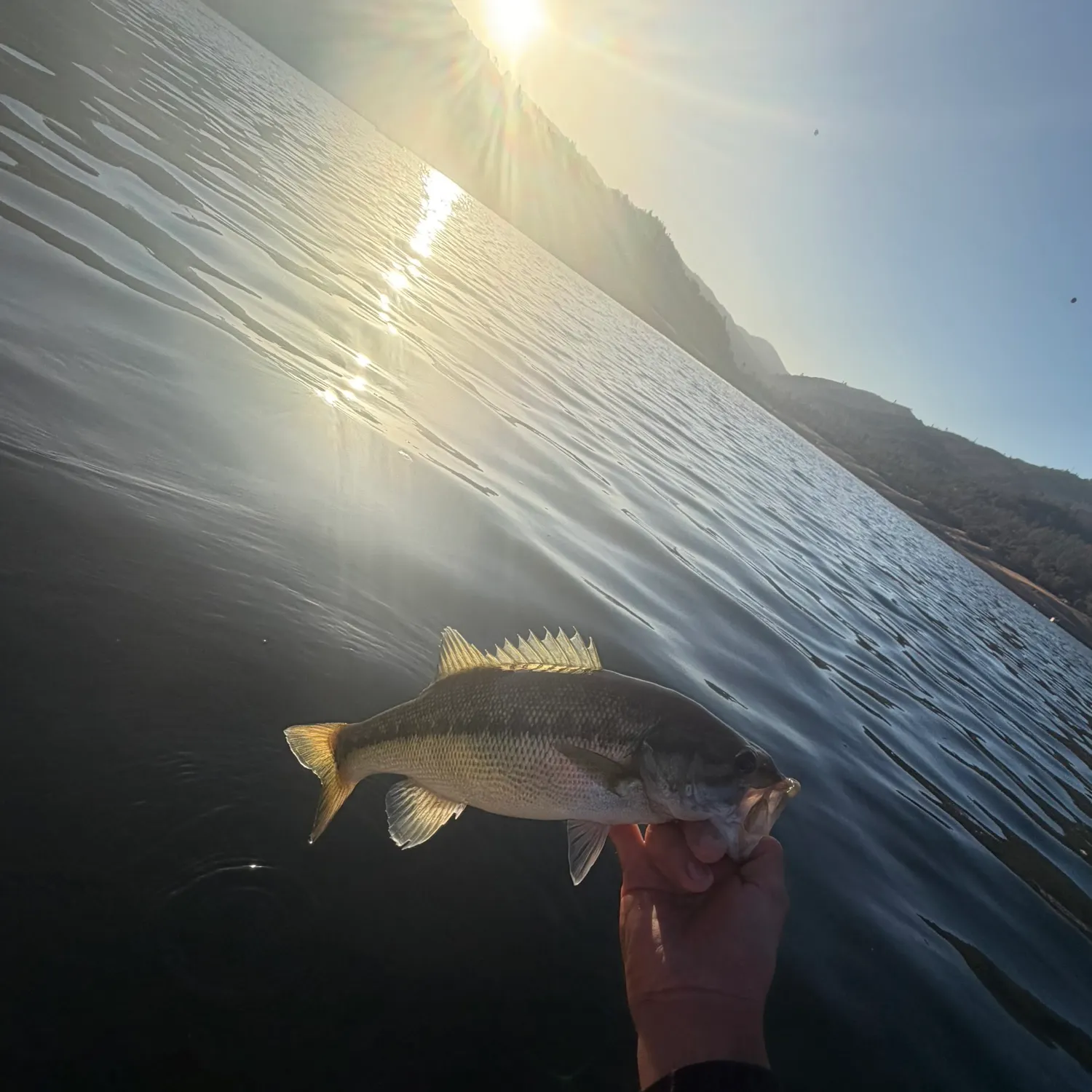 Spotted bass caught on Fishbrain