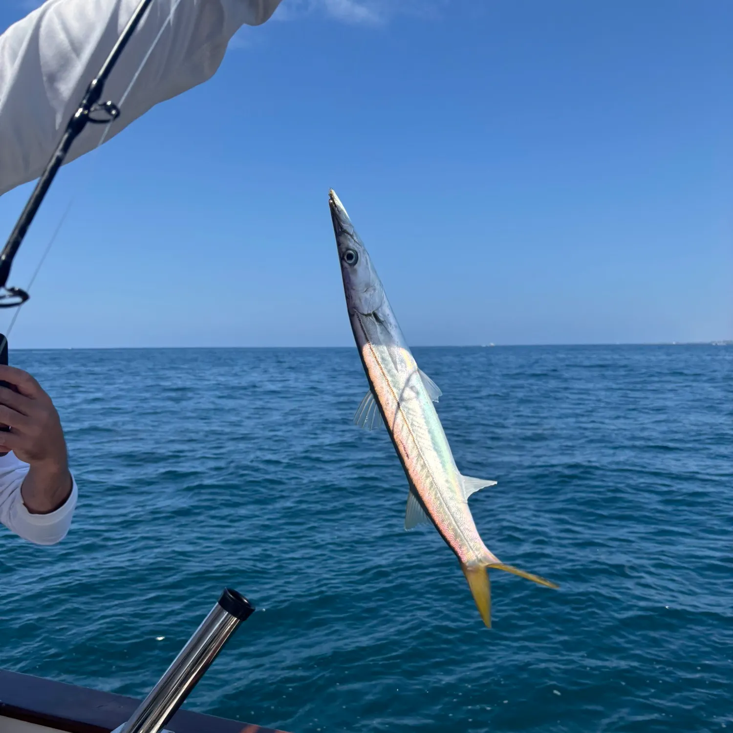 The most recent Pacific barracuda catches on Fishbrain