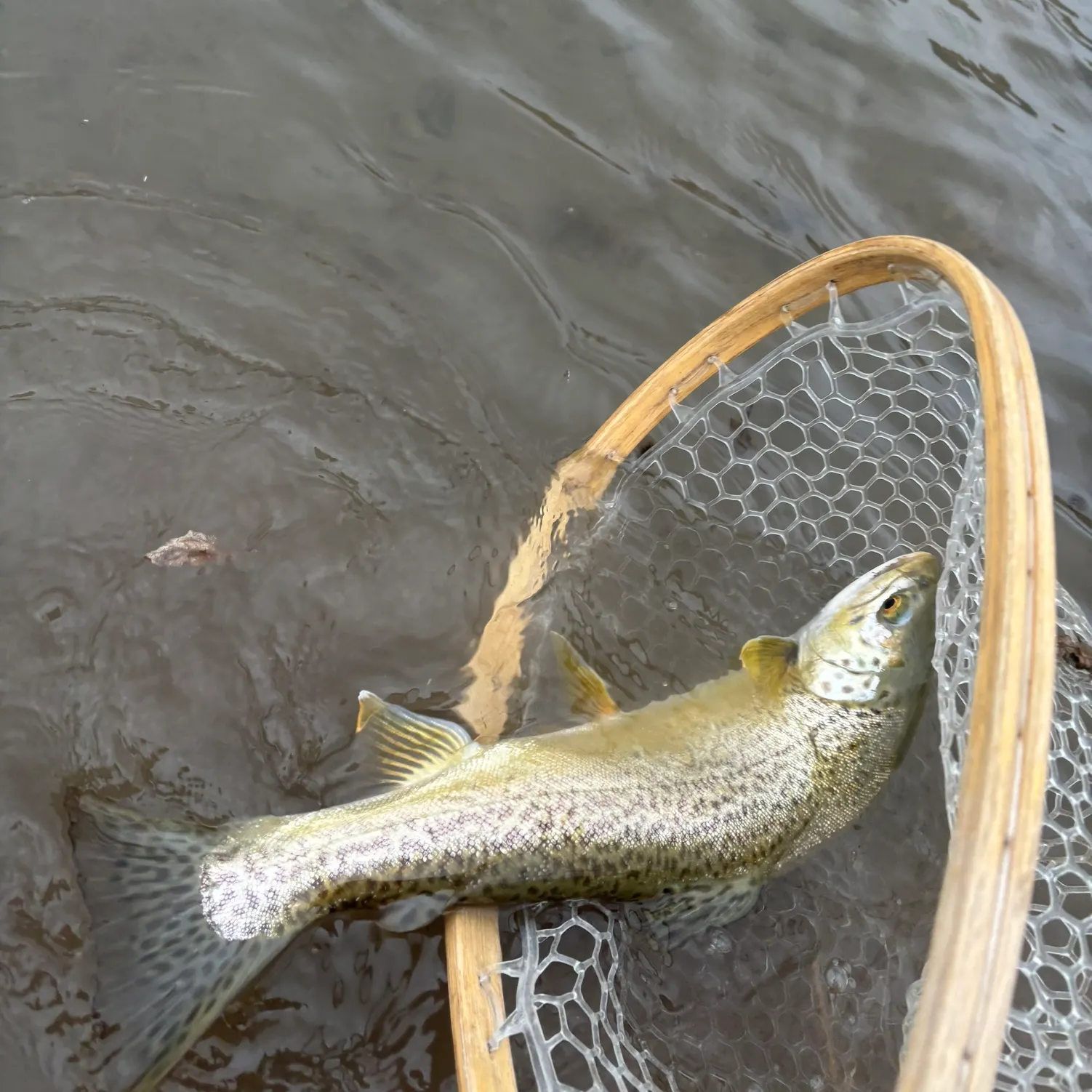 The most recent Tiger trout catches on Fishbrain