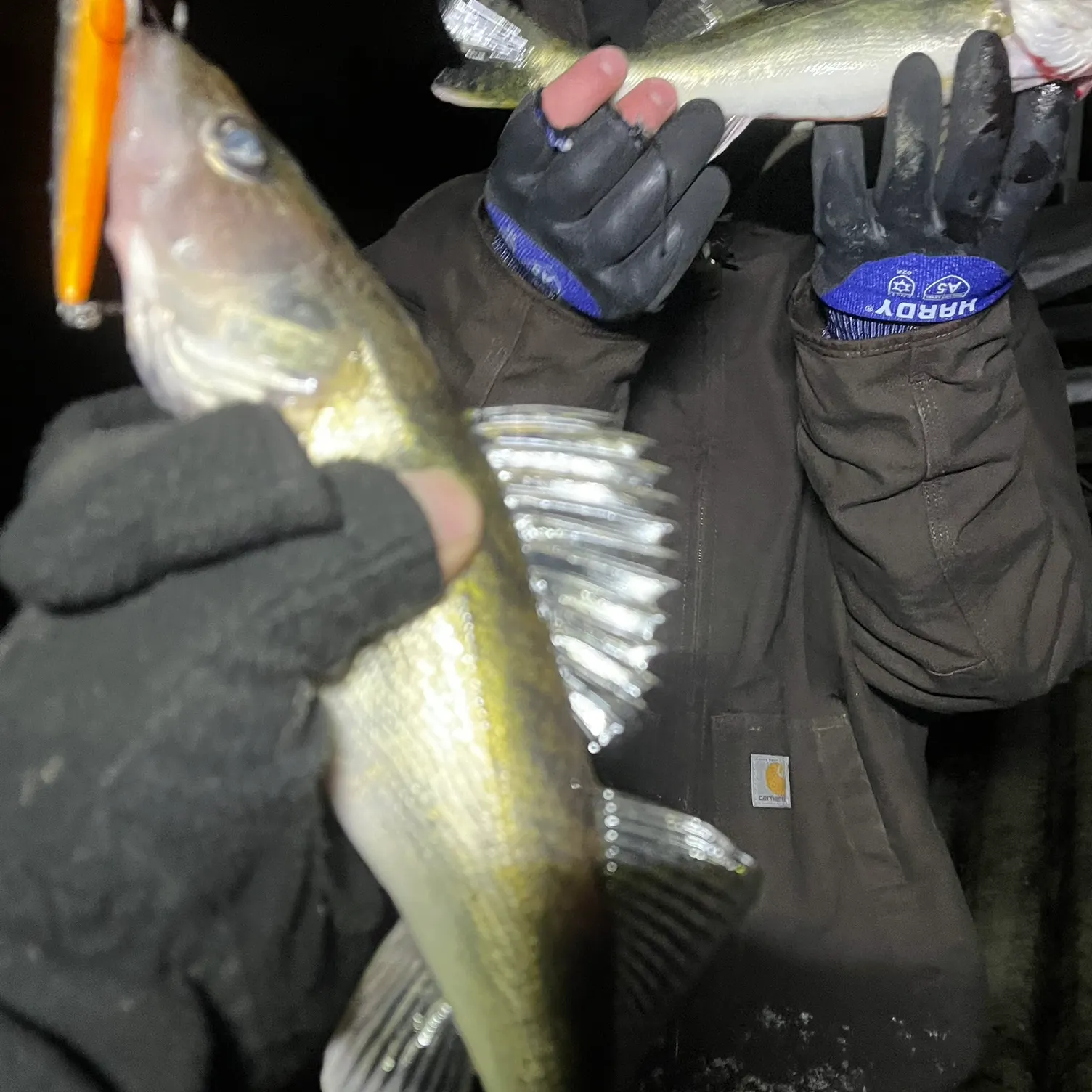 The most recent Saugeye catches on Fishbrain