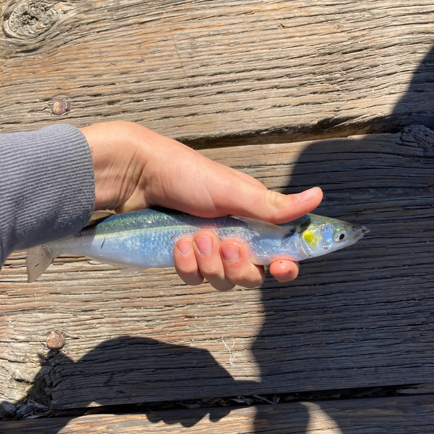 The most recent Jack silverside catches on Fishbrain
