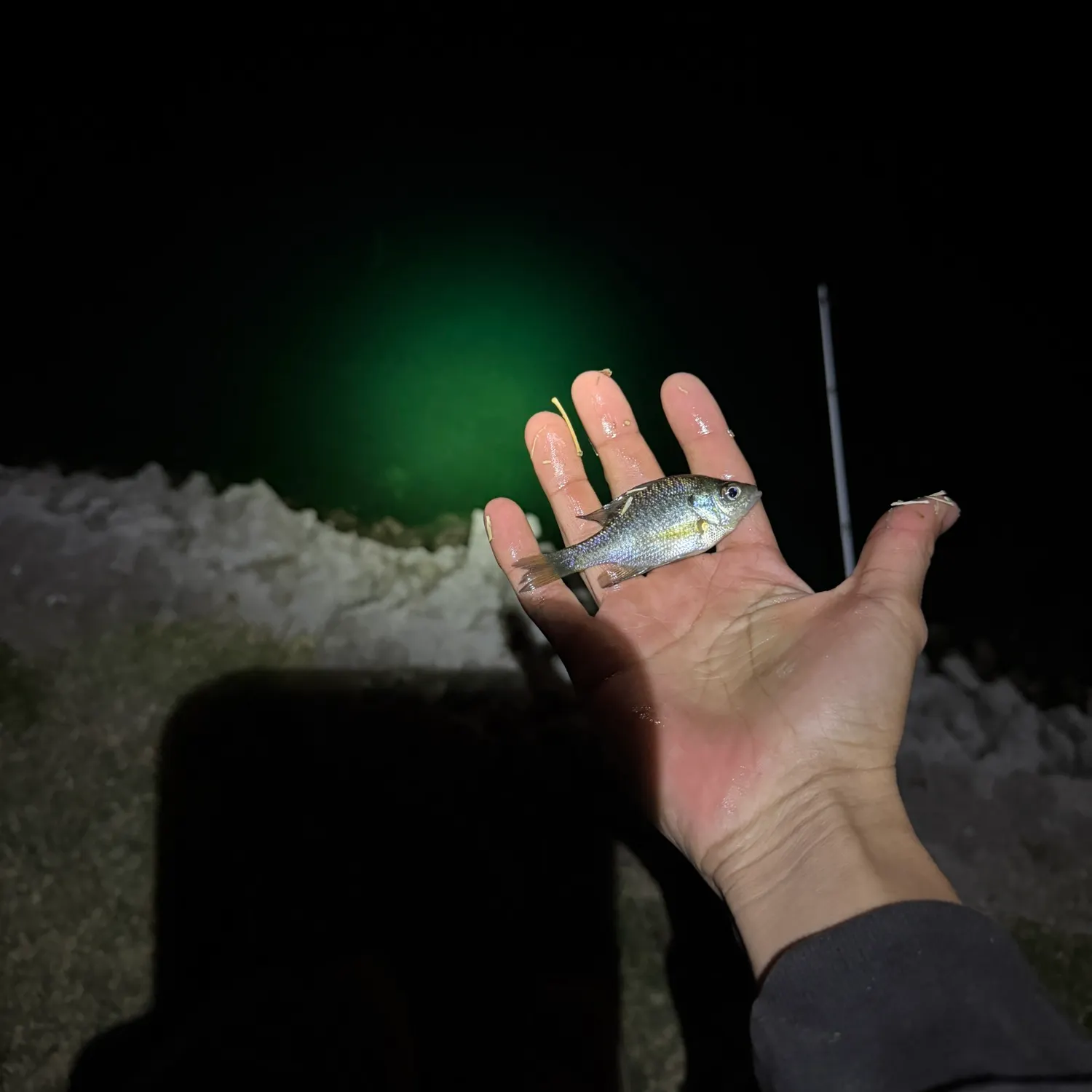 The most recent Bluegill catches on Fishbrain