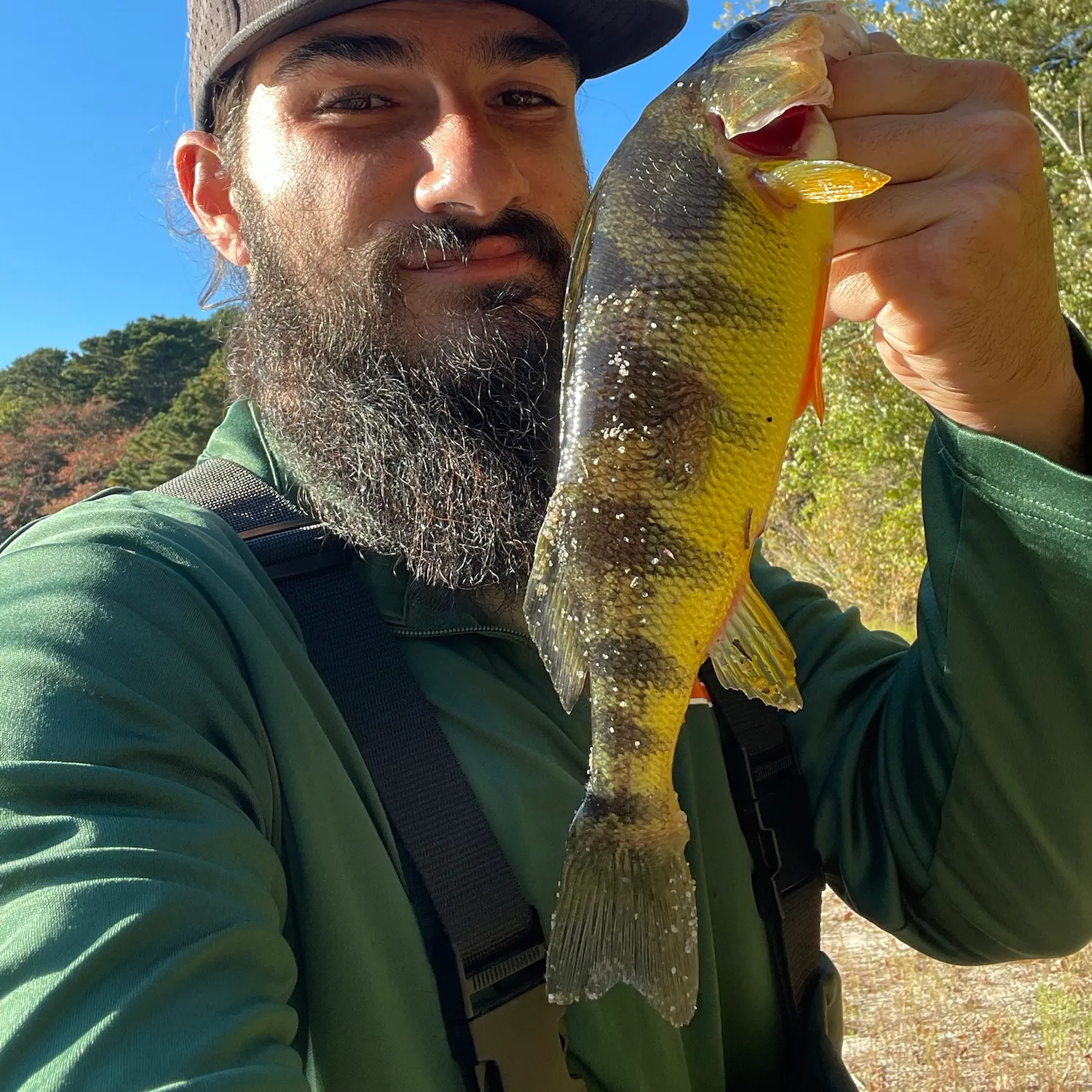 Yellow perch caught on Fishbrain
