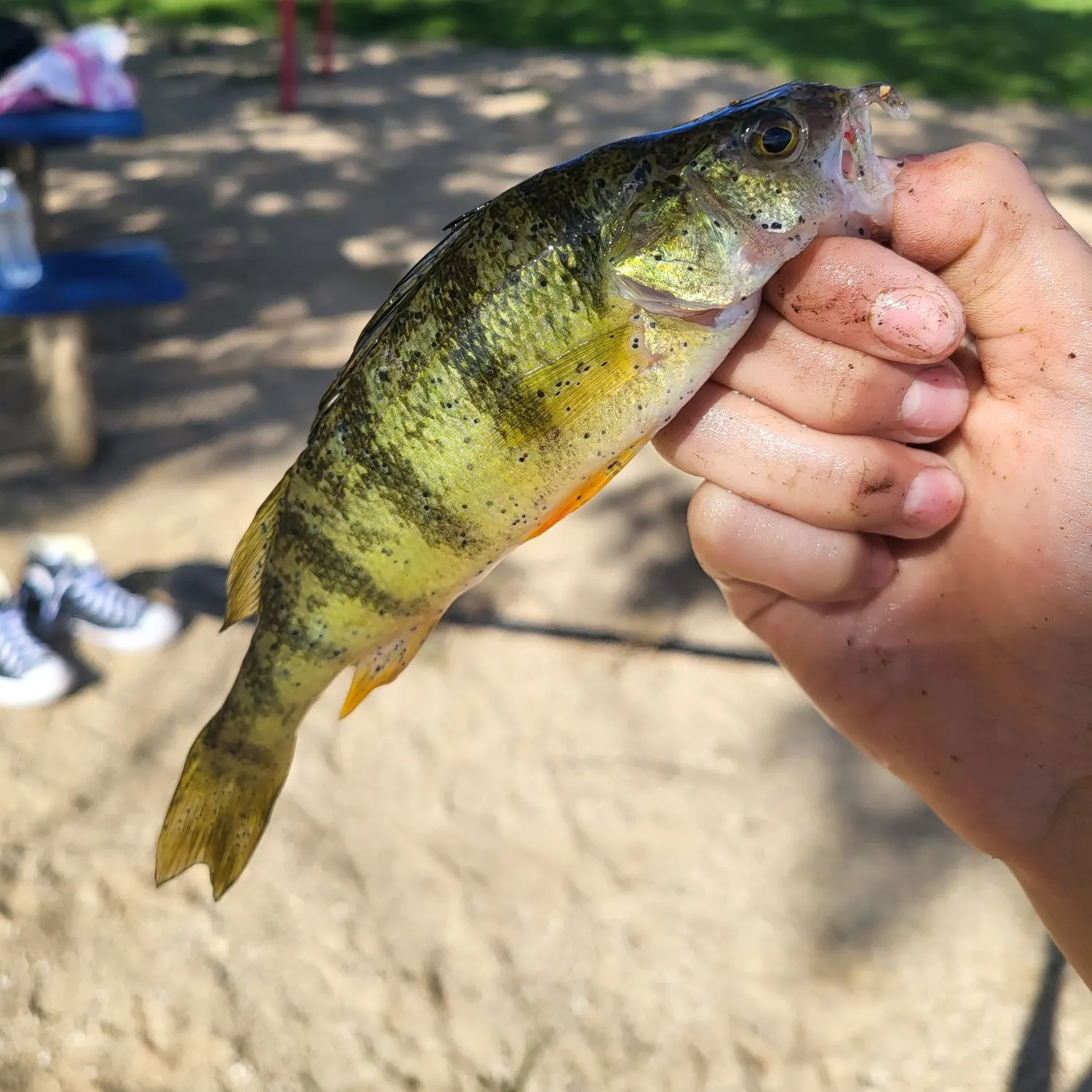 Yellow perch caught on Fishbrain
