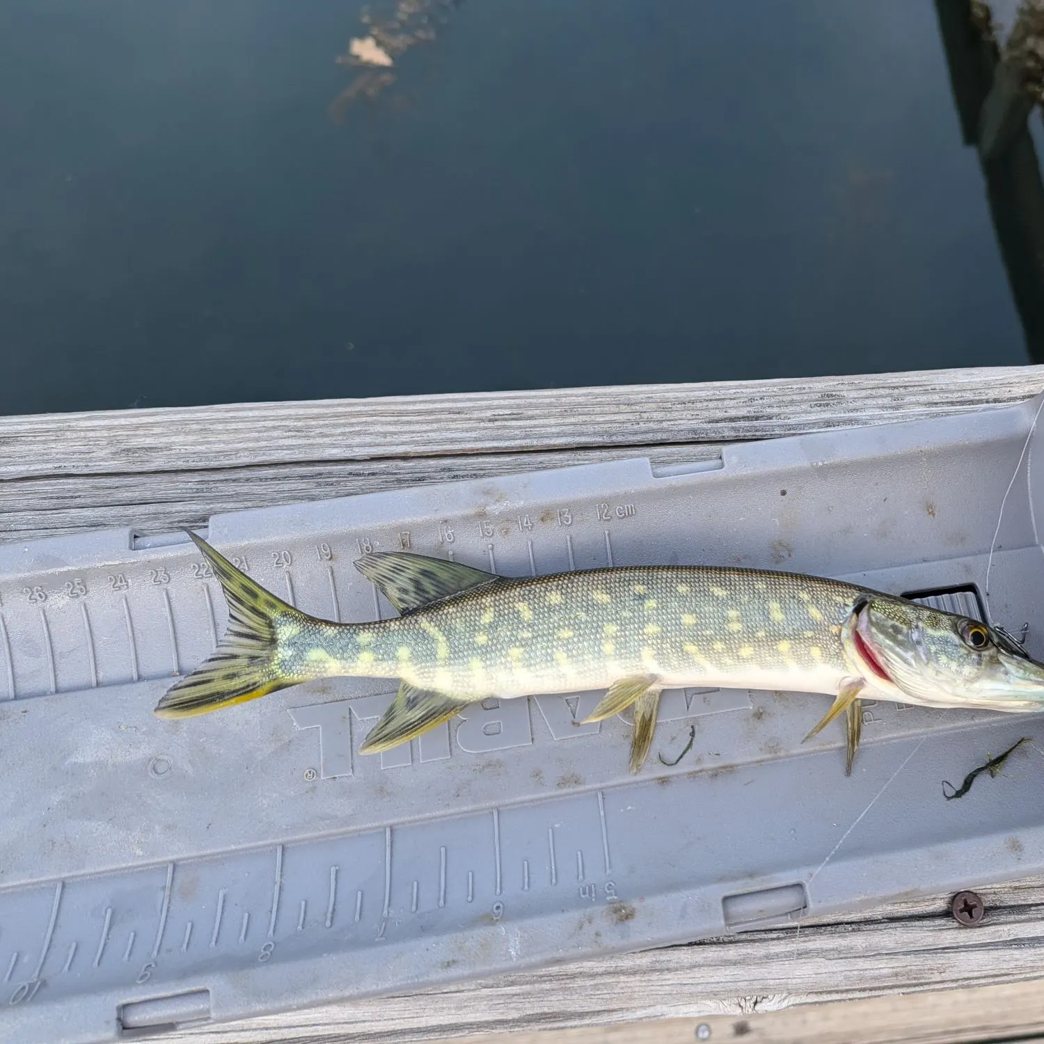 Northern pike caught on Fishbrain